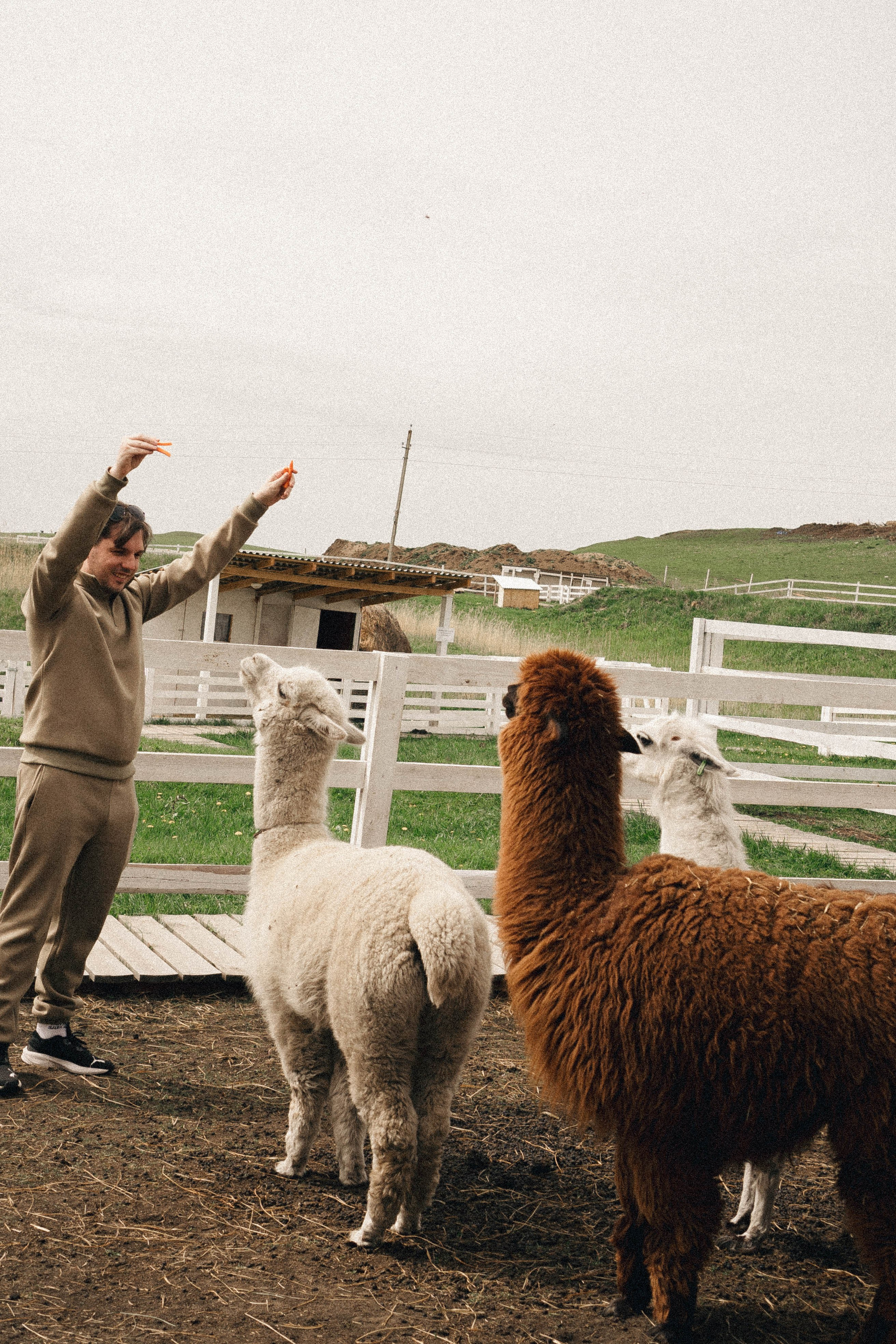 Ферма Альпак. Профессиональный фотограф, Санкт-Петербург — Виктория Богомолова