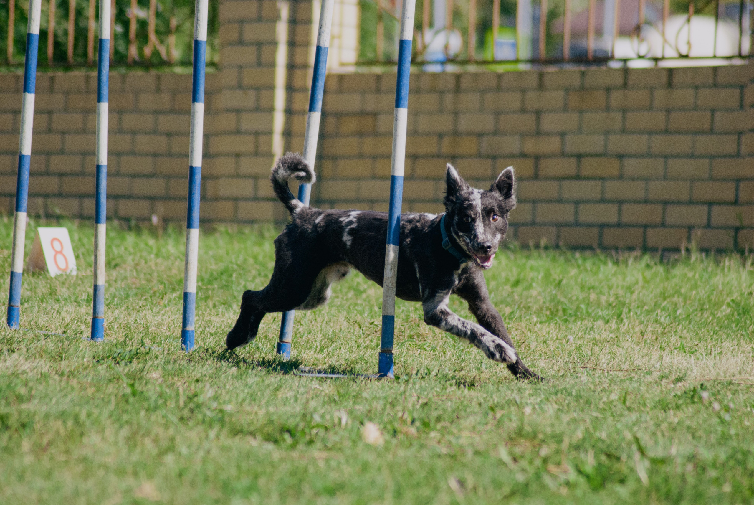 Аджилити. Фотограф в Тюмени Лизавета Сапицкая