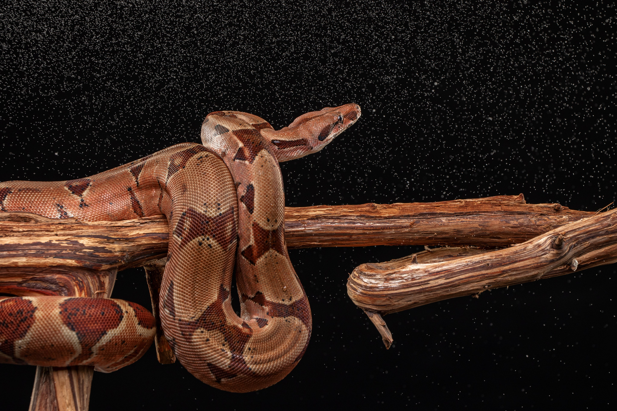 Фотограф-анималист Юлия Зубкова