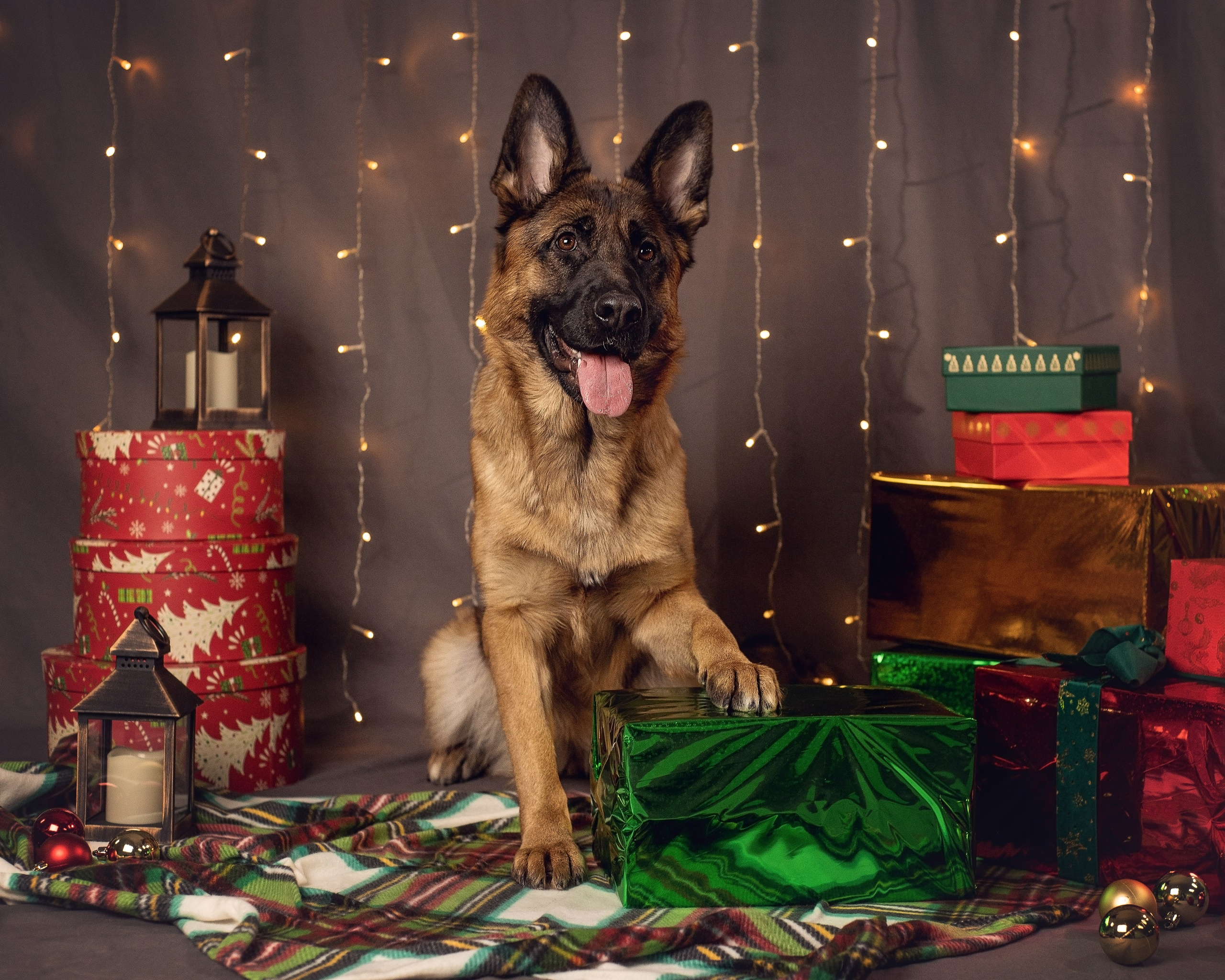 Новогодний. YULA KOLESOVA | Фотограф — Анималист | Художник | Тюмень