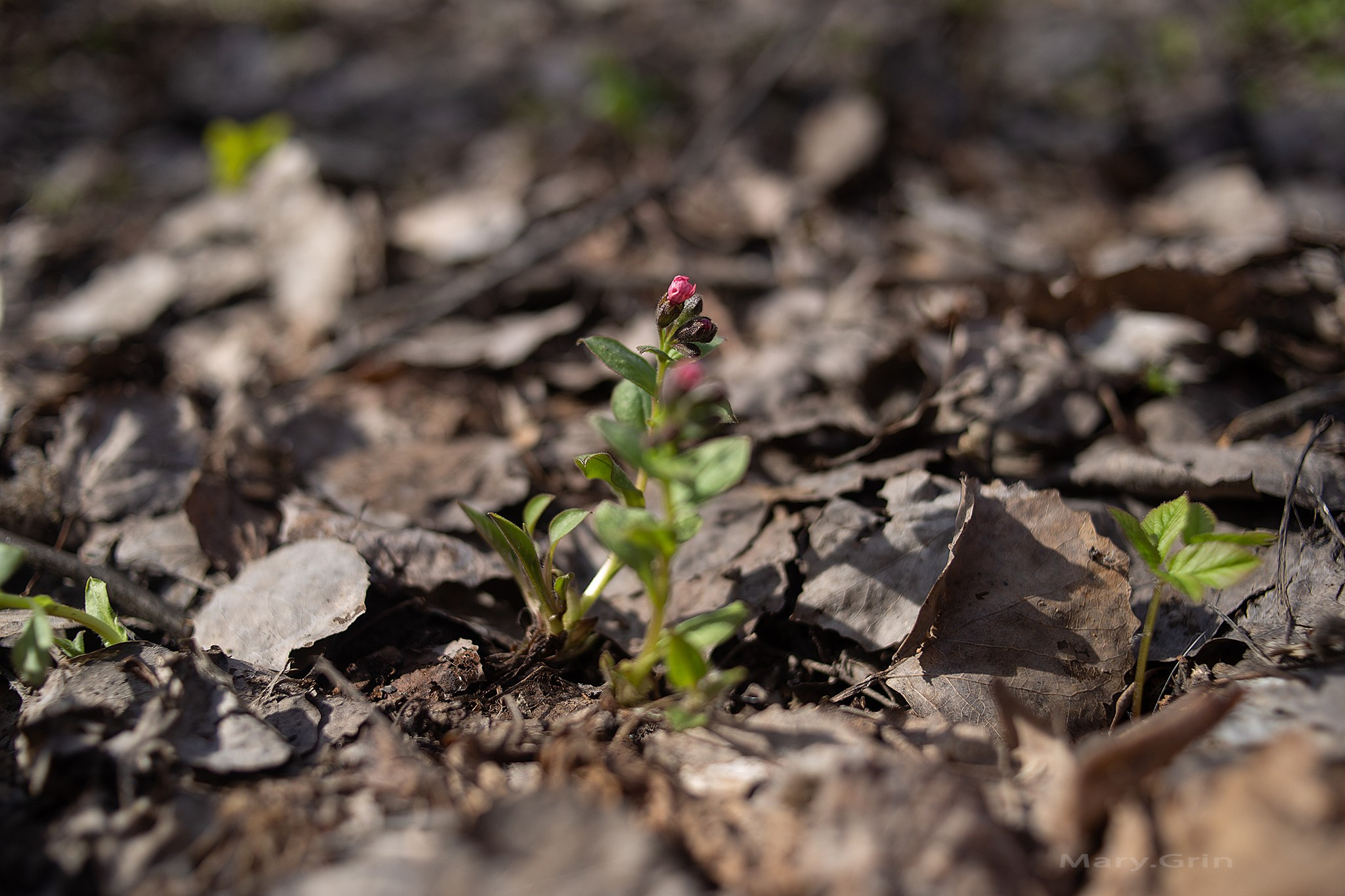 Весенняя прогулка. Детский и семейный фотограф, фотограф мероприятий Нижний Новгород