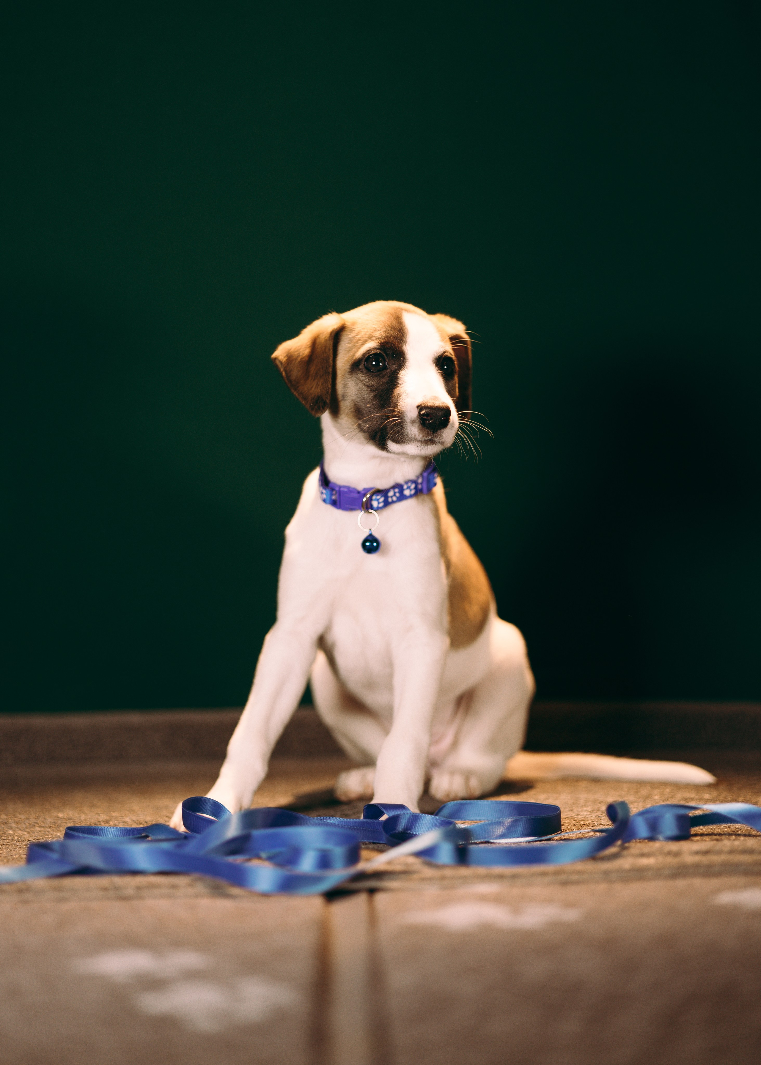 Щенки SL. Анна Самохина. Фотограф. Москва