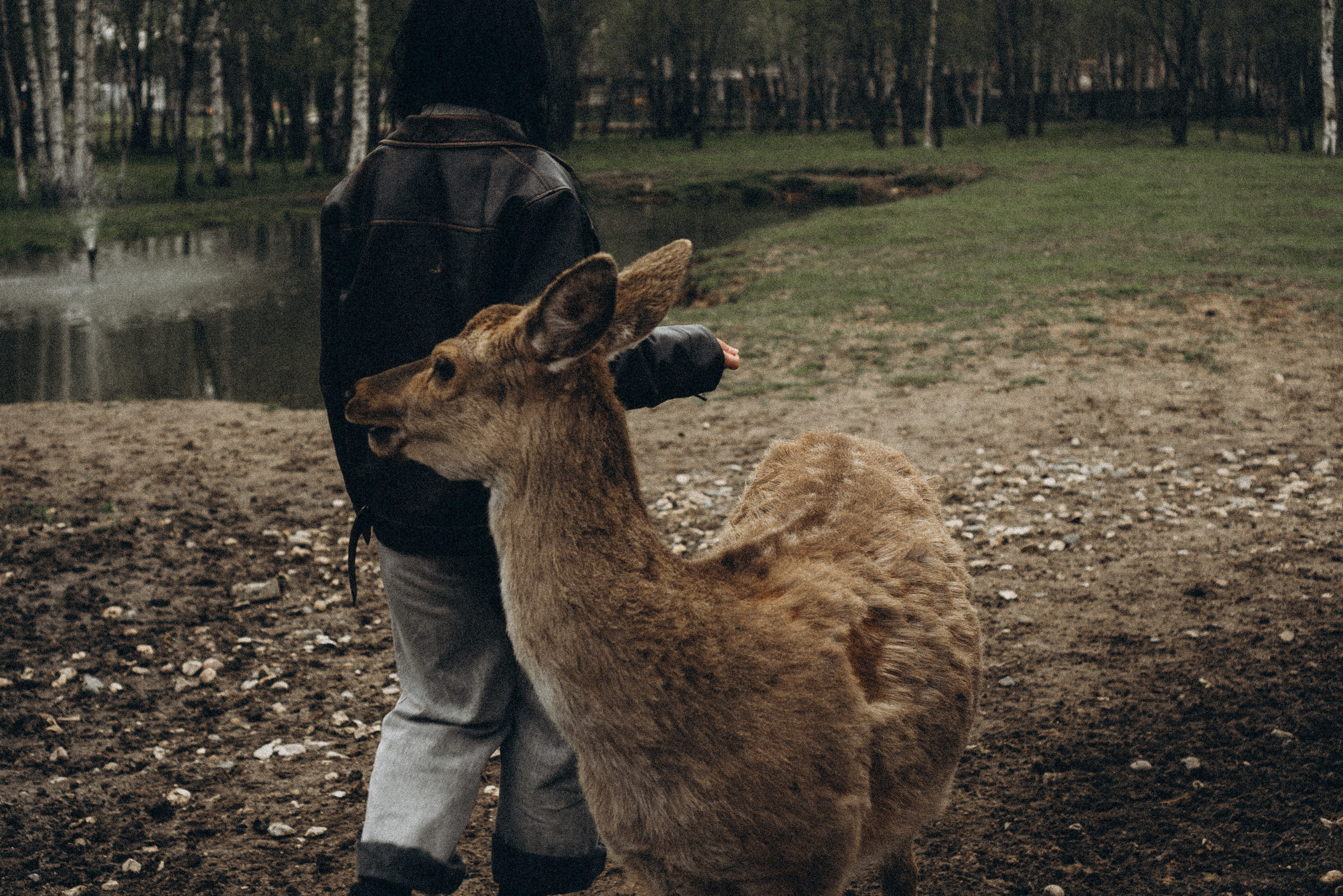 ОЛЕНЬЯ ФЕРМА В ТВЕРИ. Профессиональный фотограф, Санкт-Петербург — Виктория Богомолова