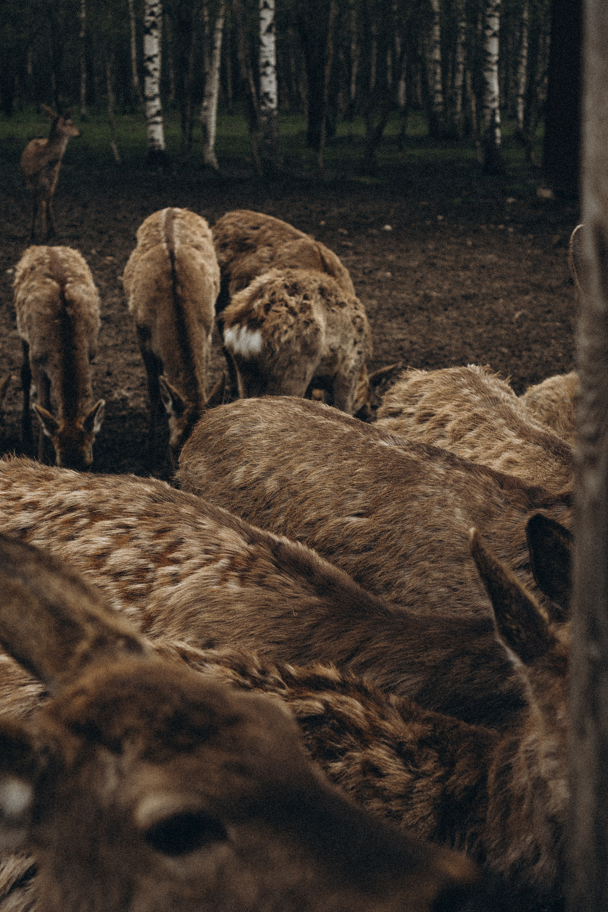 ОЛЕНЬЯ ФЕРМА В ТВЕРИ. Профессиональный фотограф, Санкт-Петербург — Виктория Богомолова
