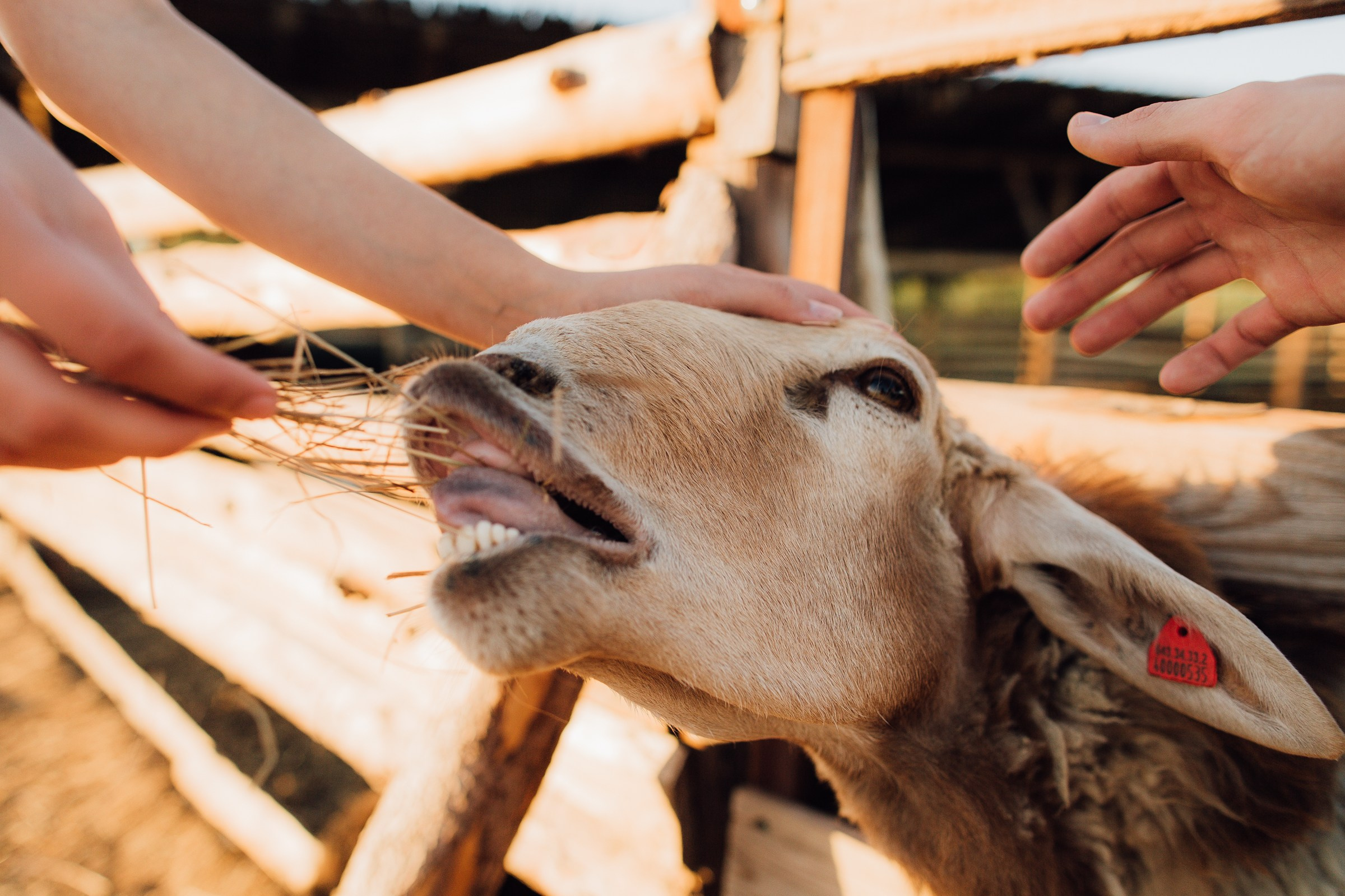 Свадебный фотограф, фотограф Волгоград ,Кукушкин, семейная ,крутой фотограф ,лучший фотограф ,Волгоград ,волжский , Лавстори. Свадебный фотограф в Волгограде Максим Кукушкин