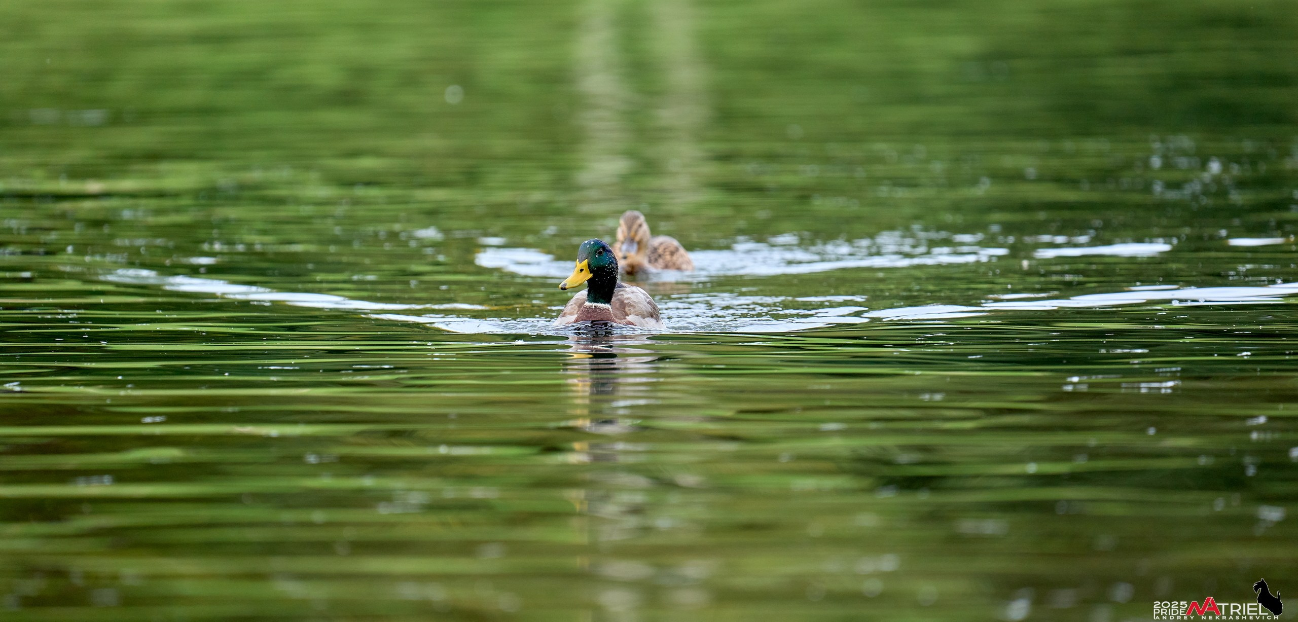 Съемка с объективом Sony 200-600 на камеру Sony A1m2