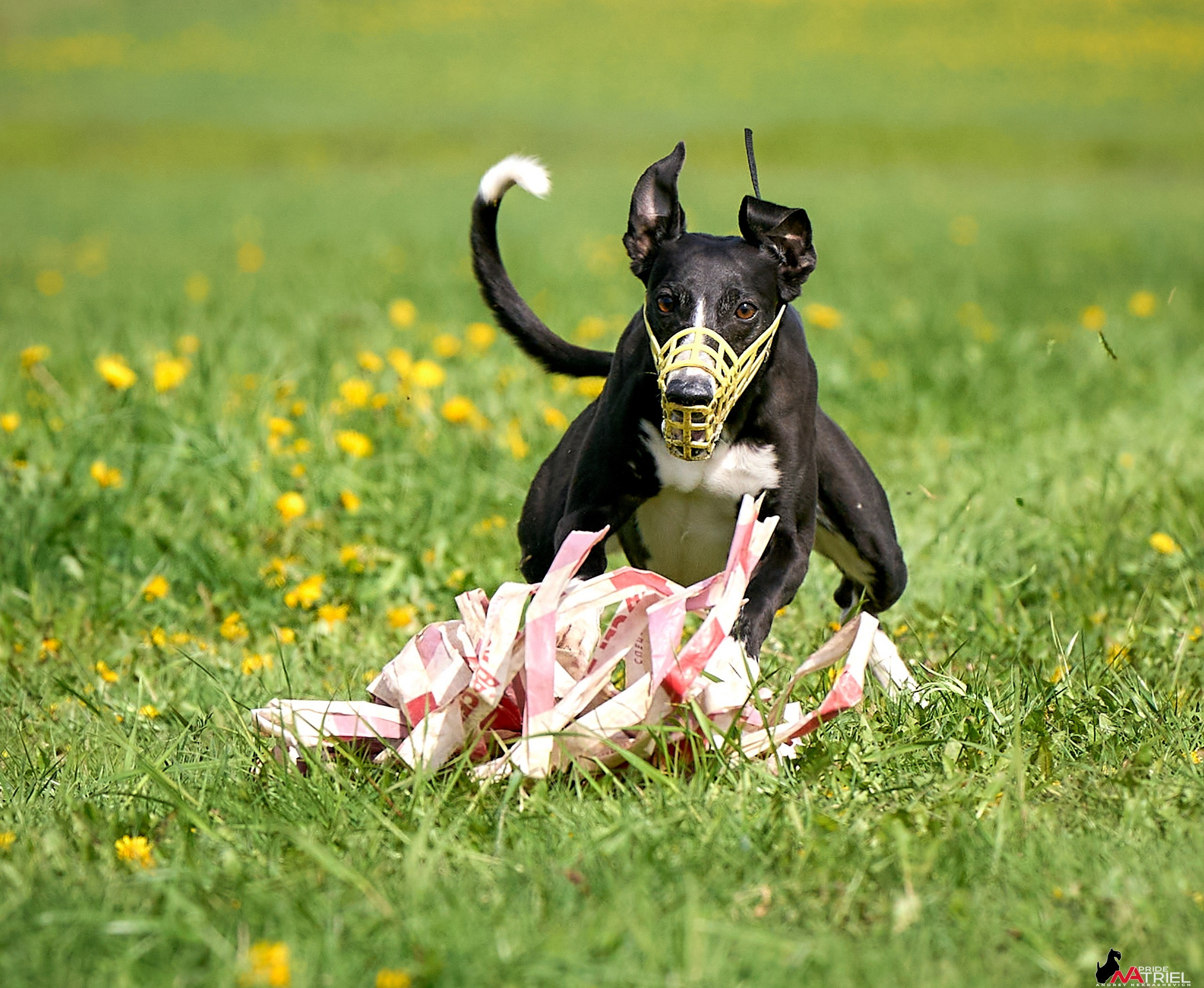 Съемка курсинг — галерея NATRIEL