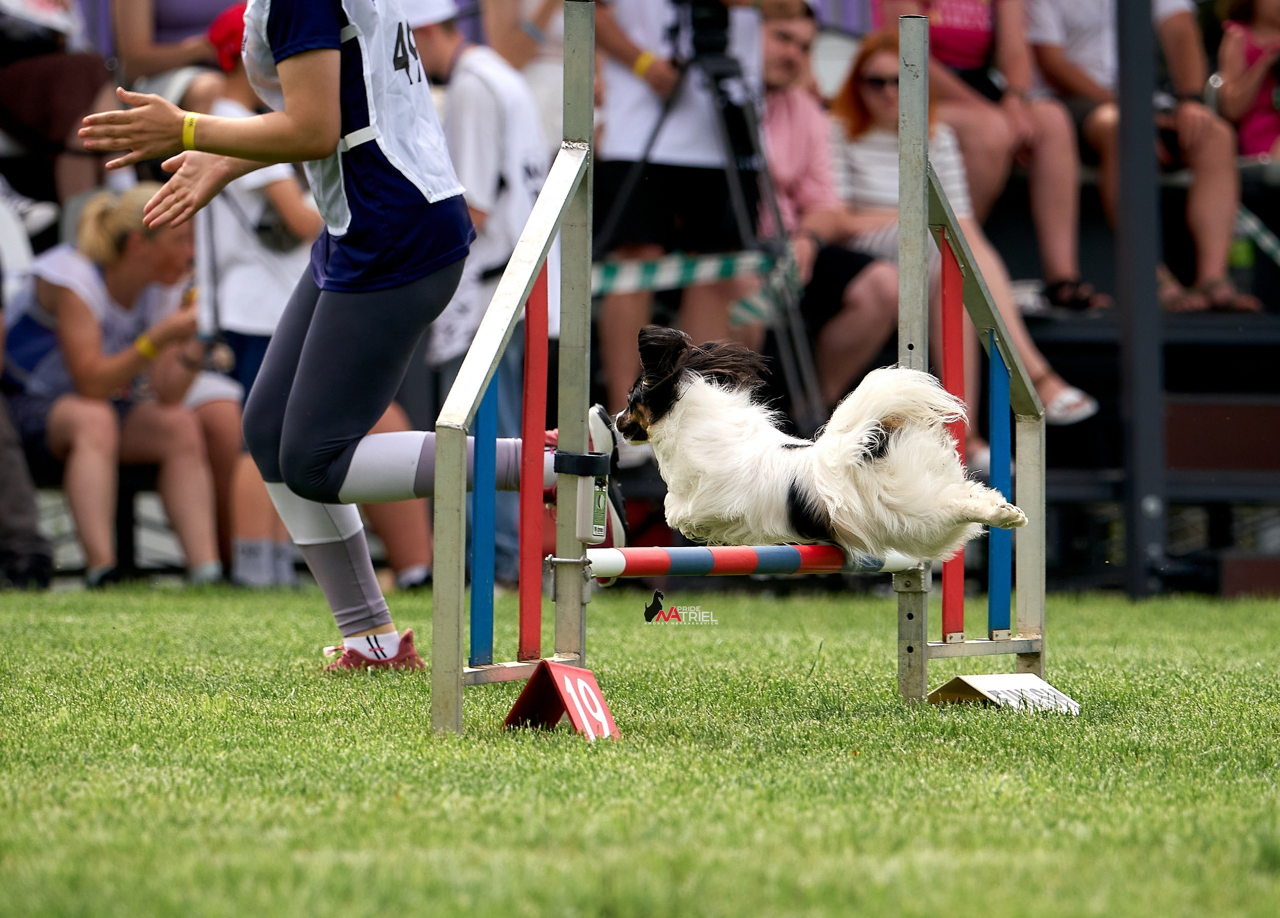 Аджилити — галерея NATRIEL