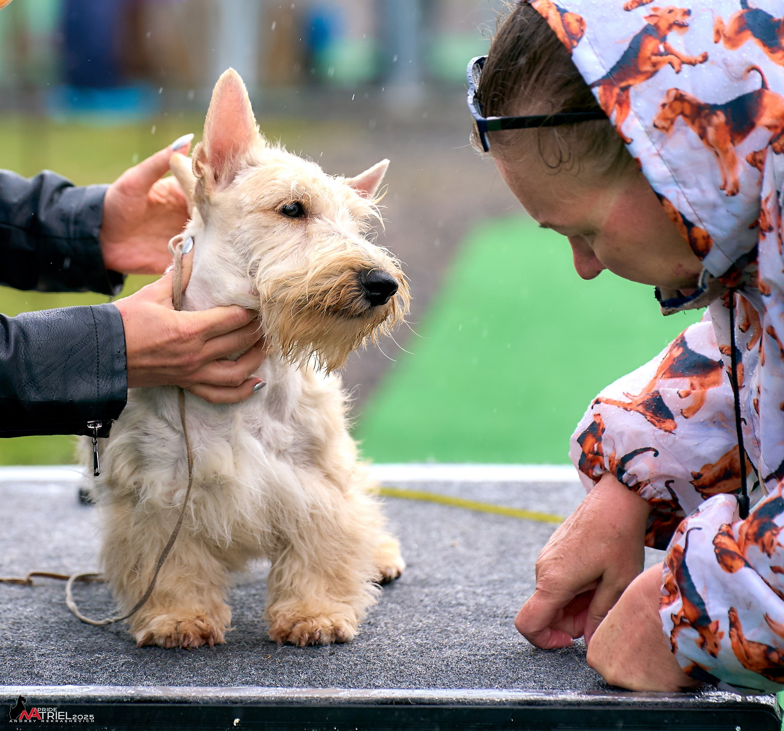 Репортаж с выставки собак