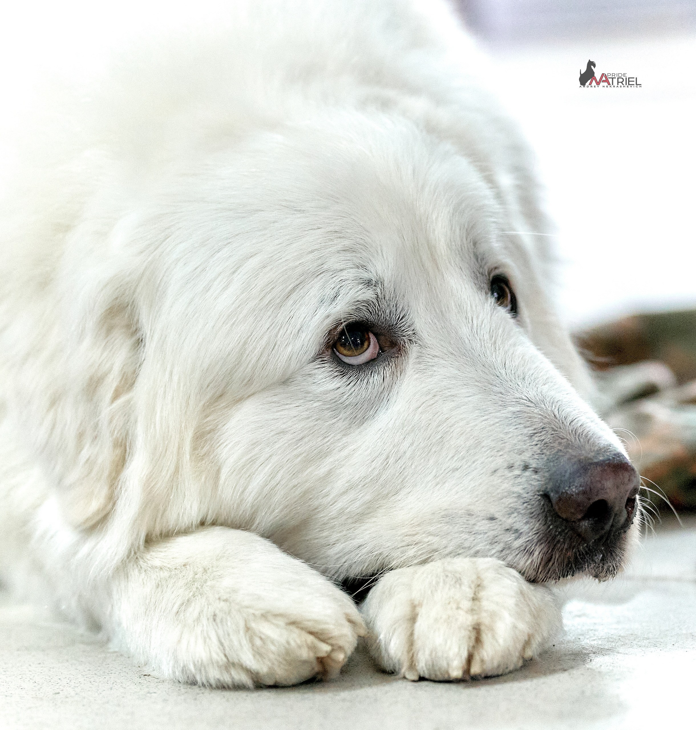 Портреты собак — галерея NATRIEL