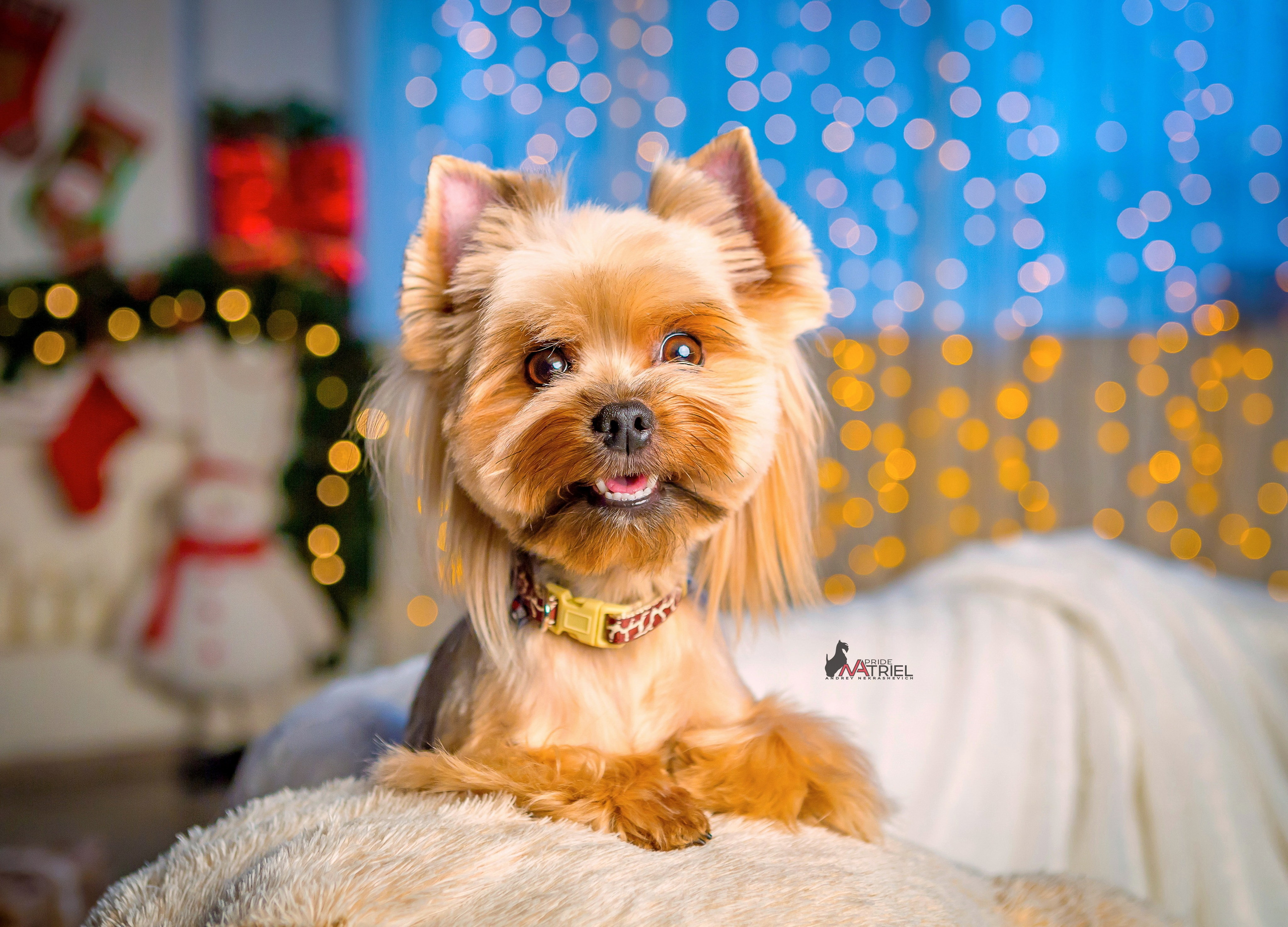 Йоркширский терьер Циля