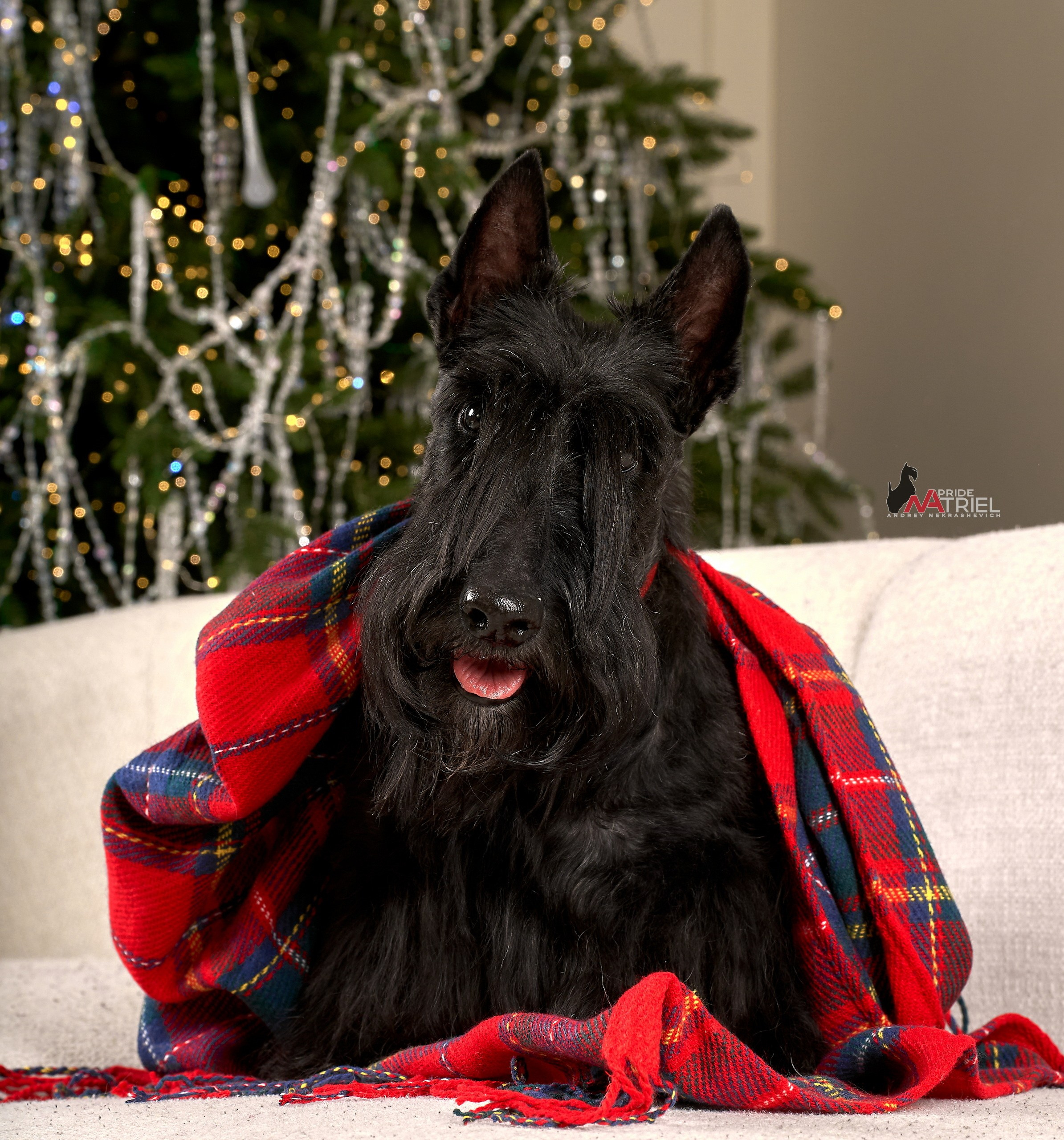 Собаки в студии — галерея NATRIEL