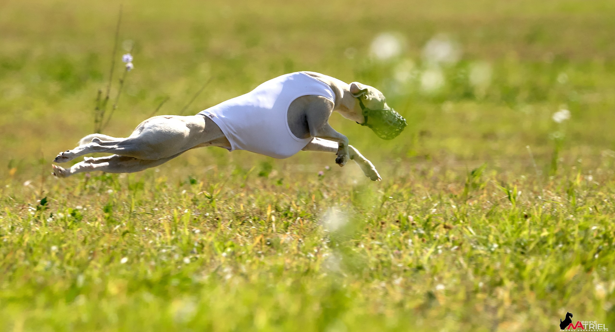 Съемка курсинг — галерея NATRIEL