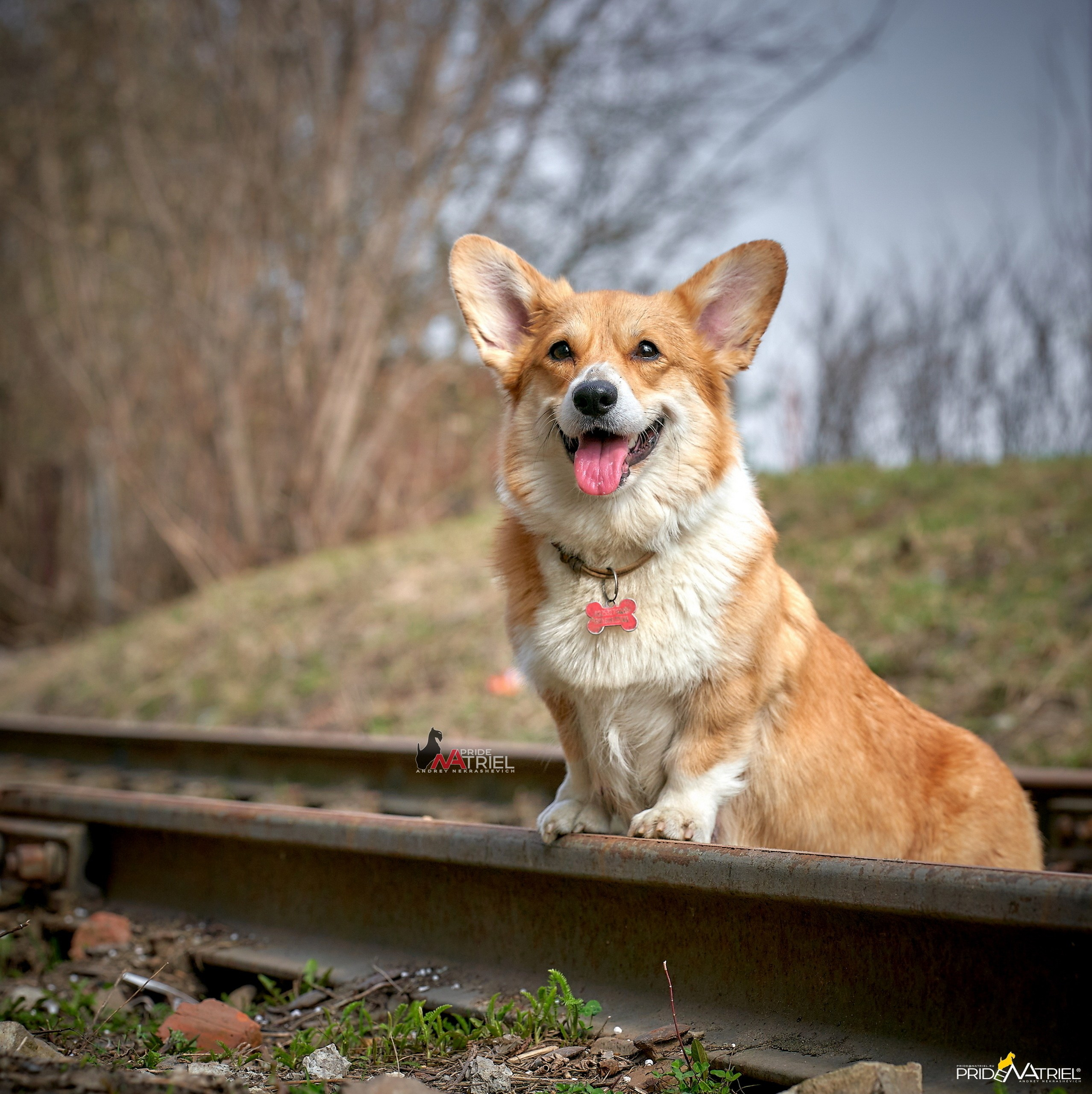 Портреты собак — галерея NATRIEL