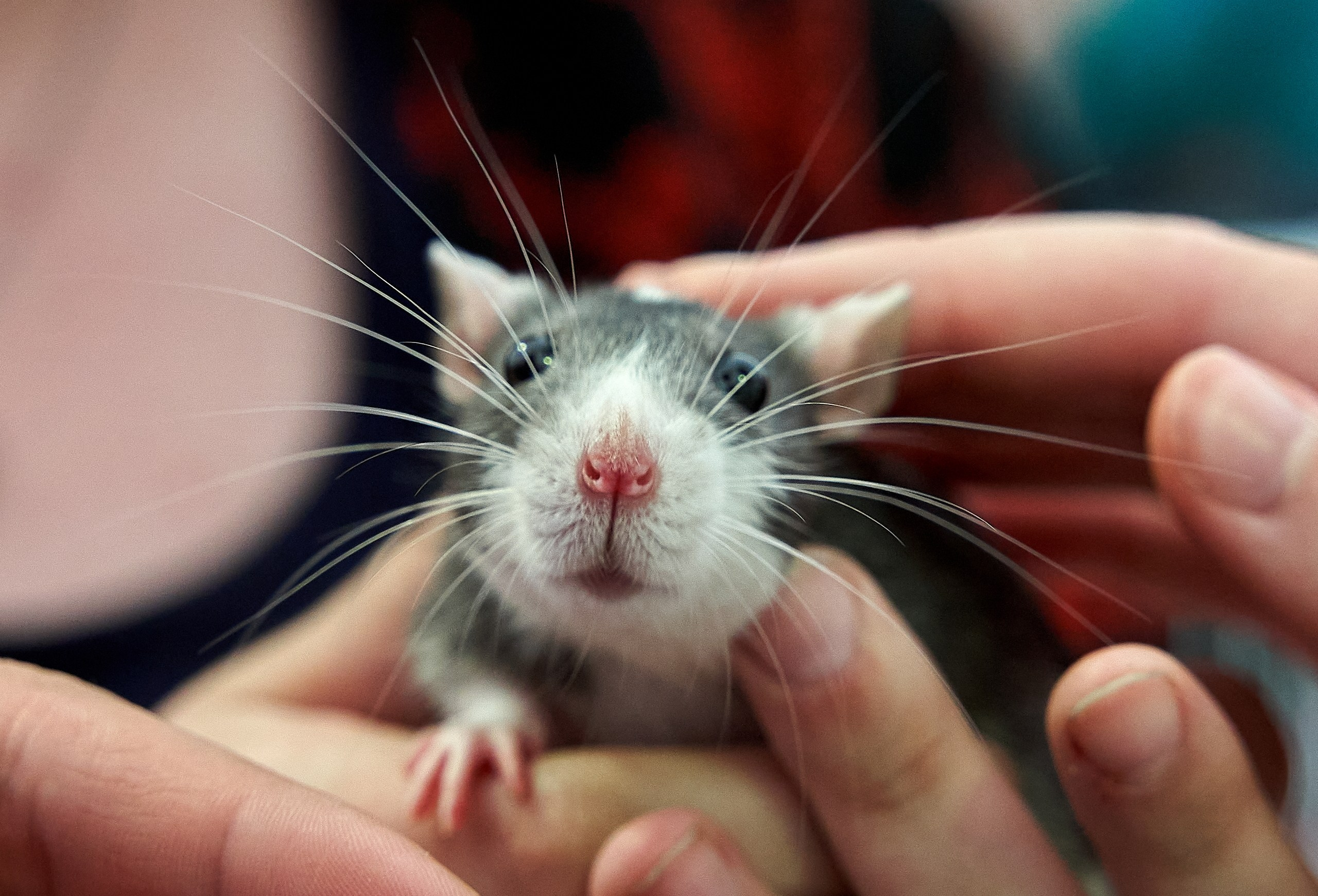 Животные — галерея NATRIEL