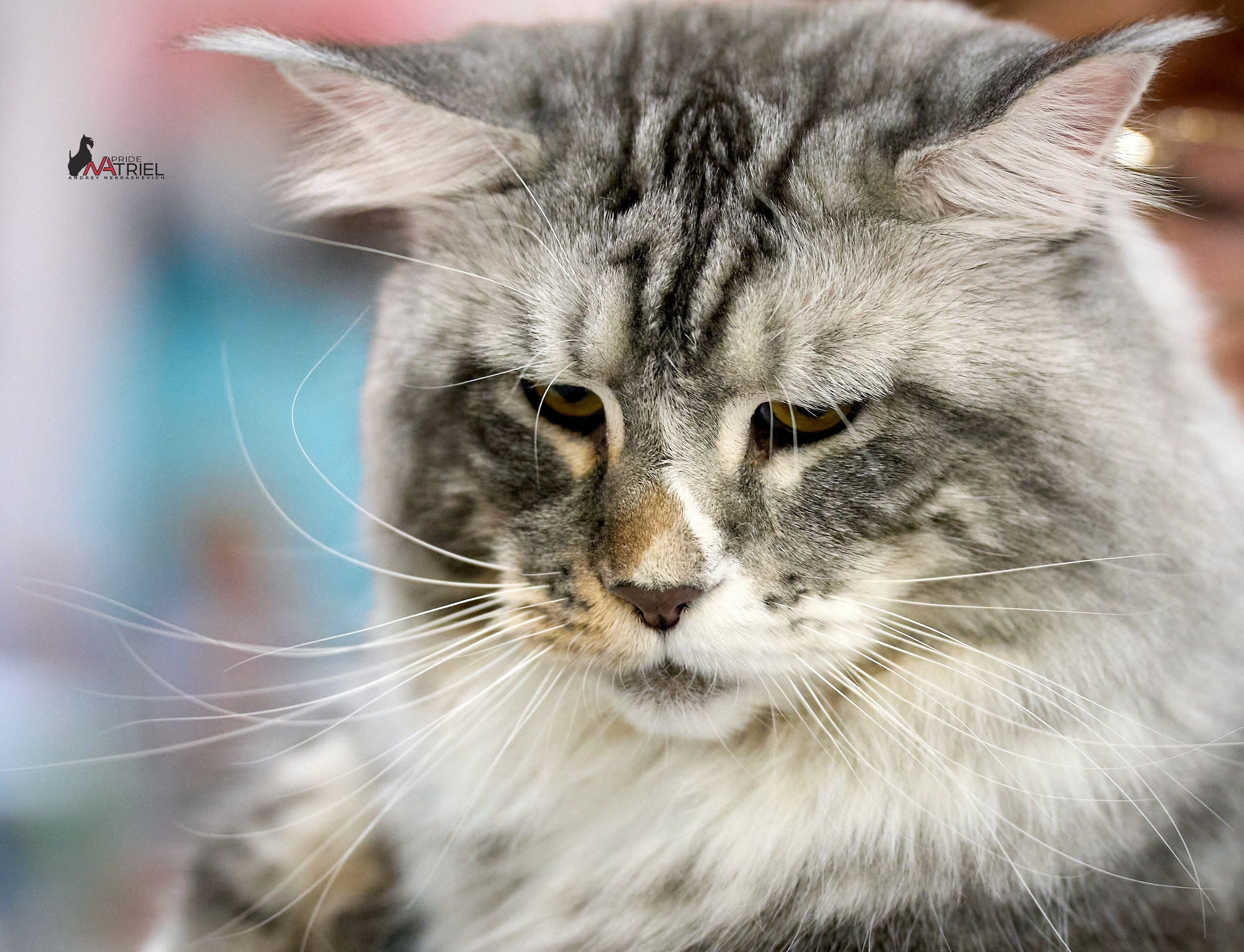 Кошки на выставках — галерея NATRIEL