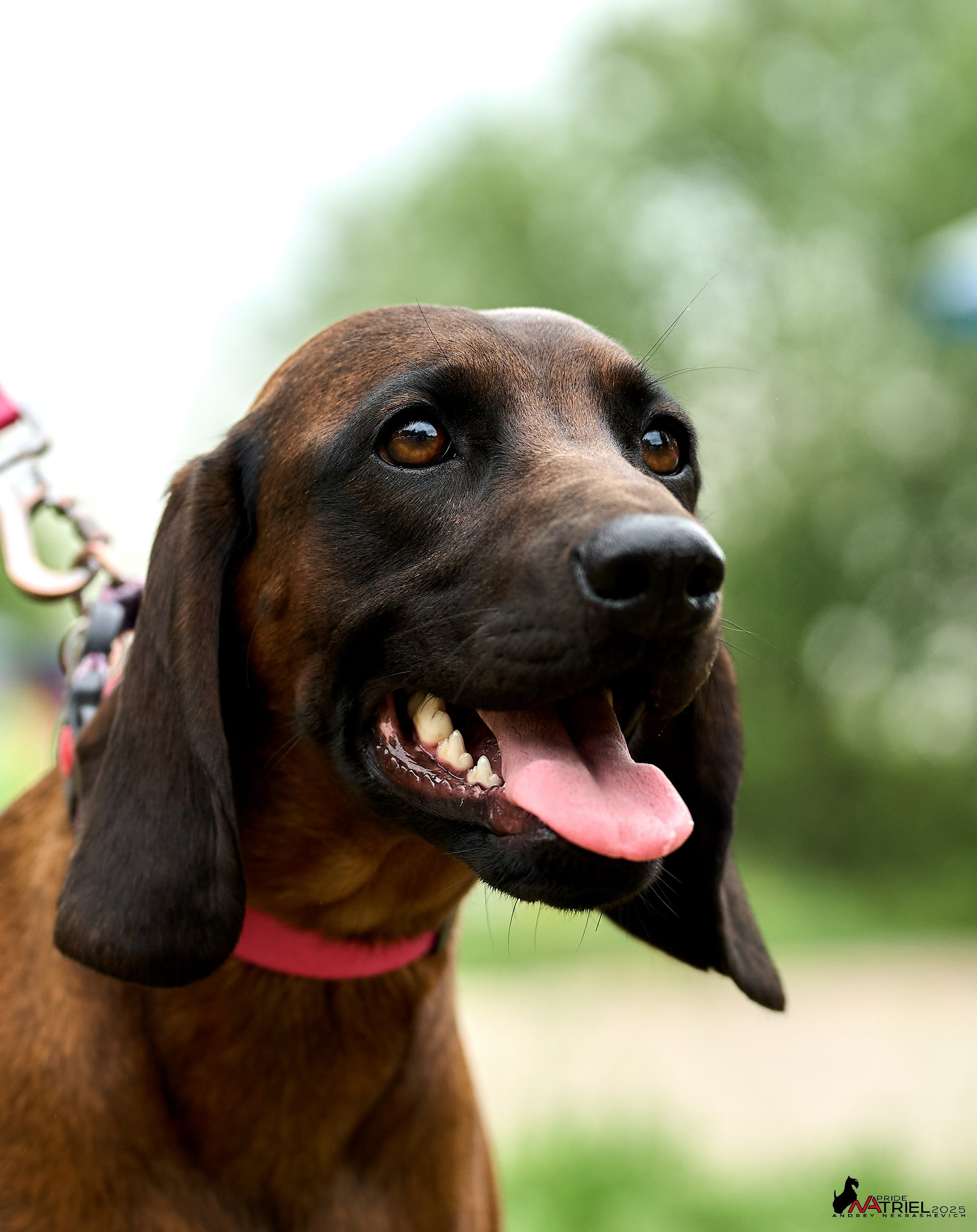 Russian Extreme Dog Trail — 2025