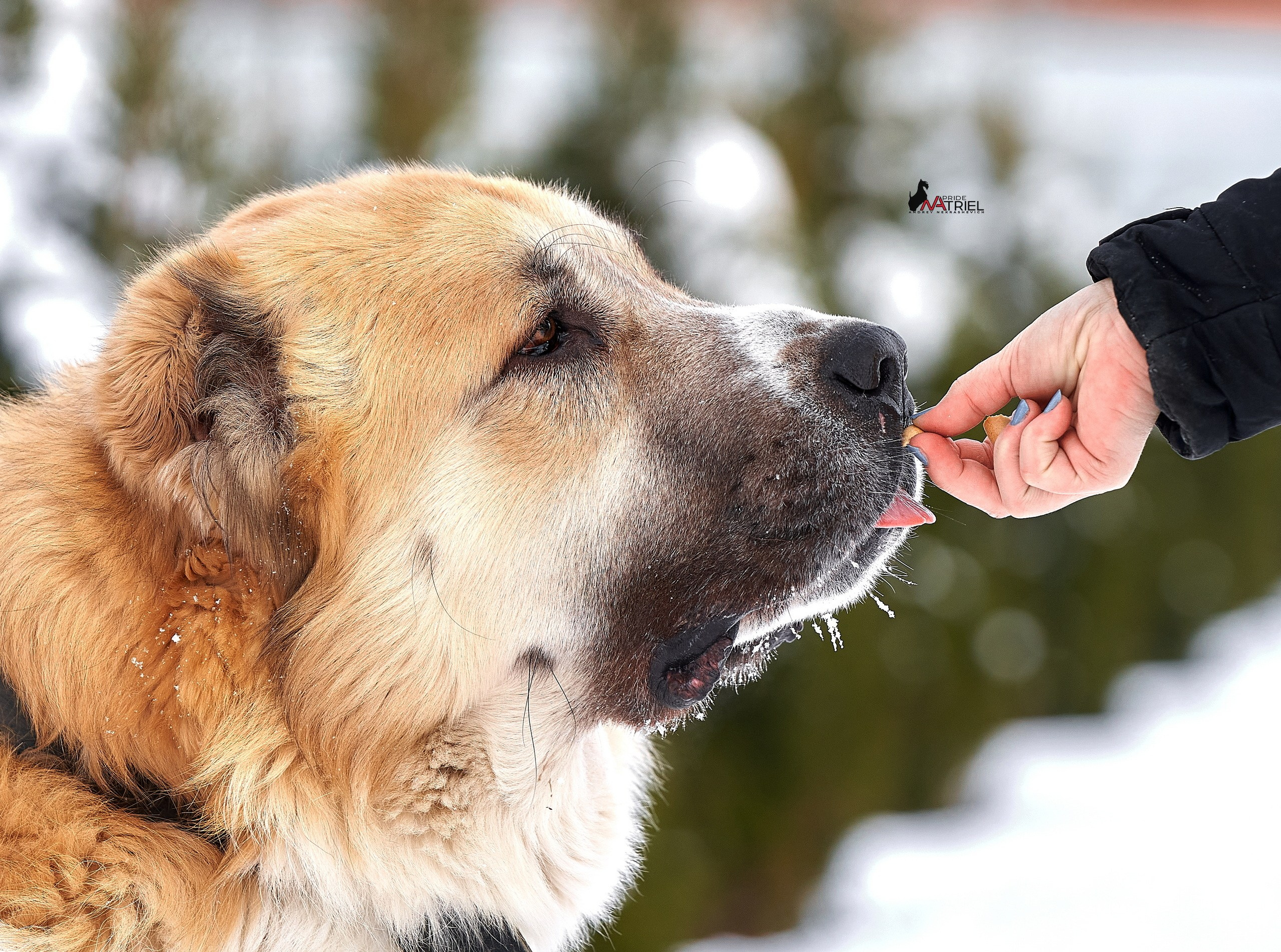 Портреты собак — галерея NATRIEL