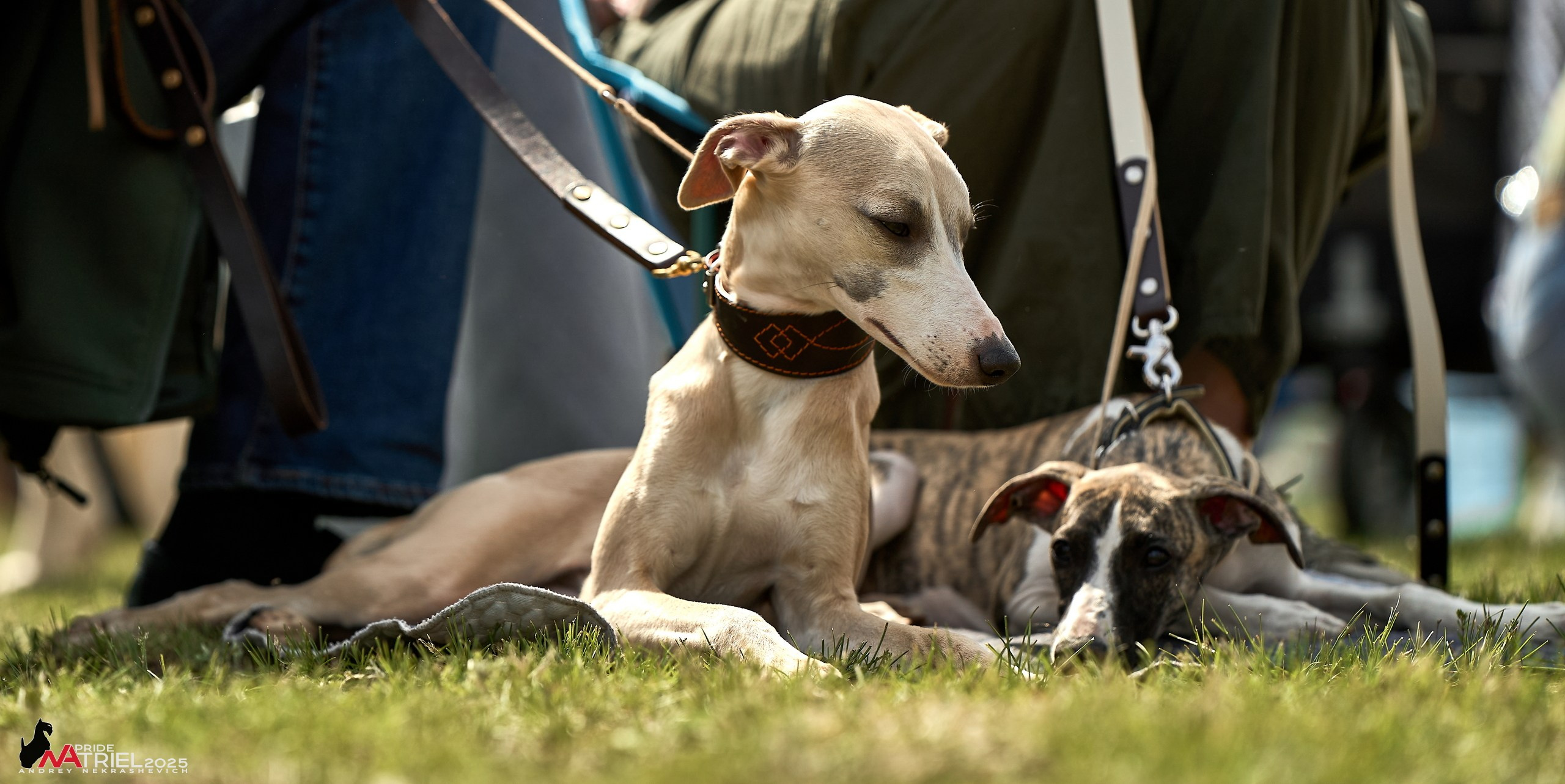 Выставка собак Суздаль-Владимир