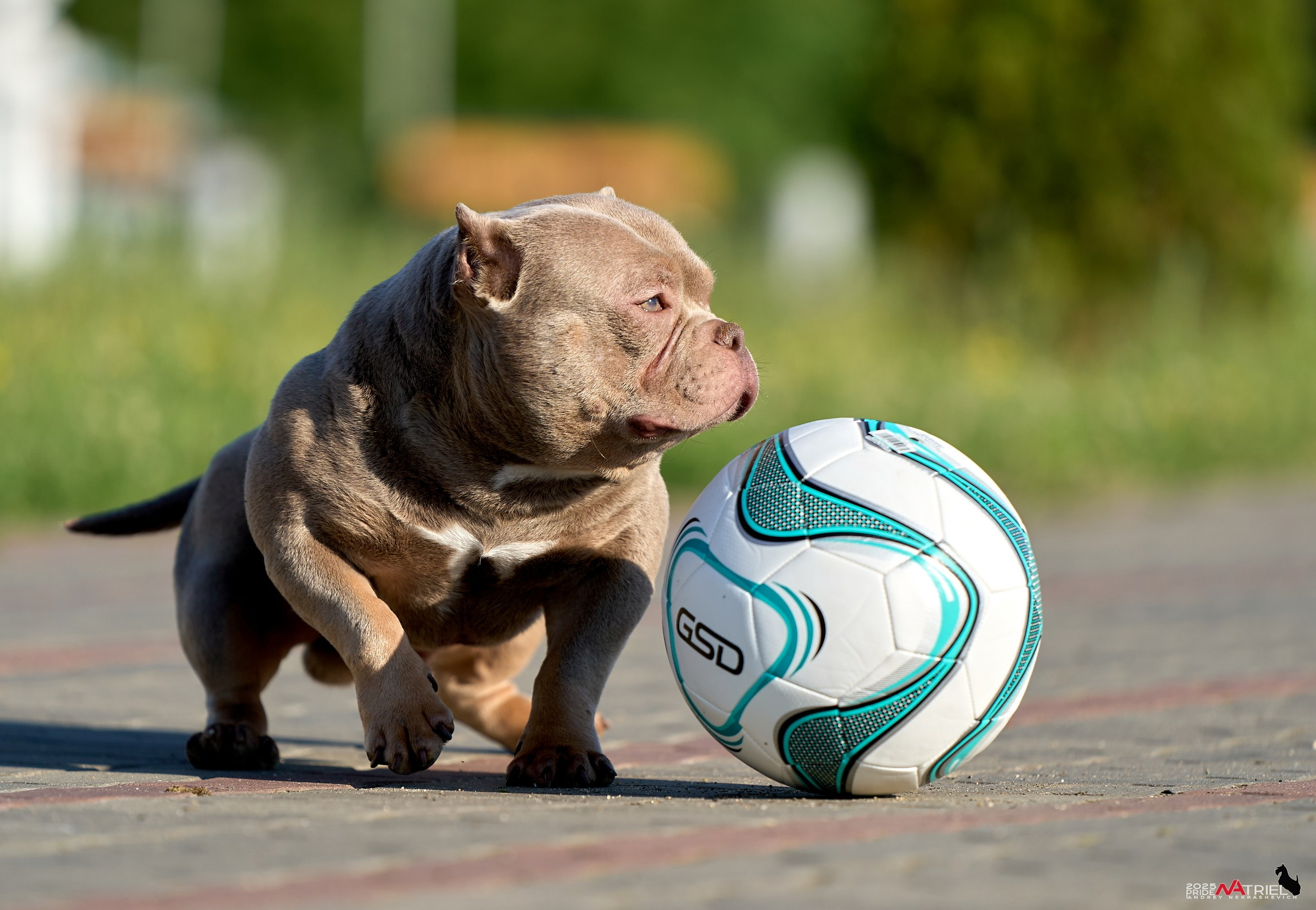 Съемка собак породы булли на природе