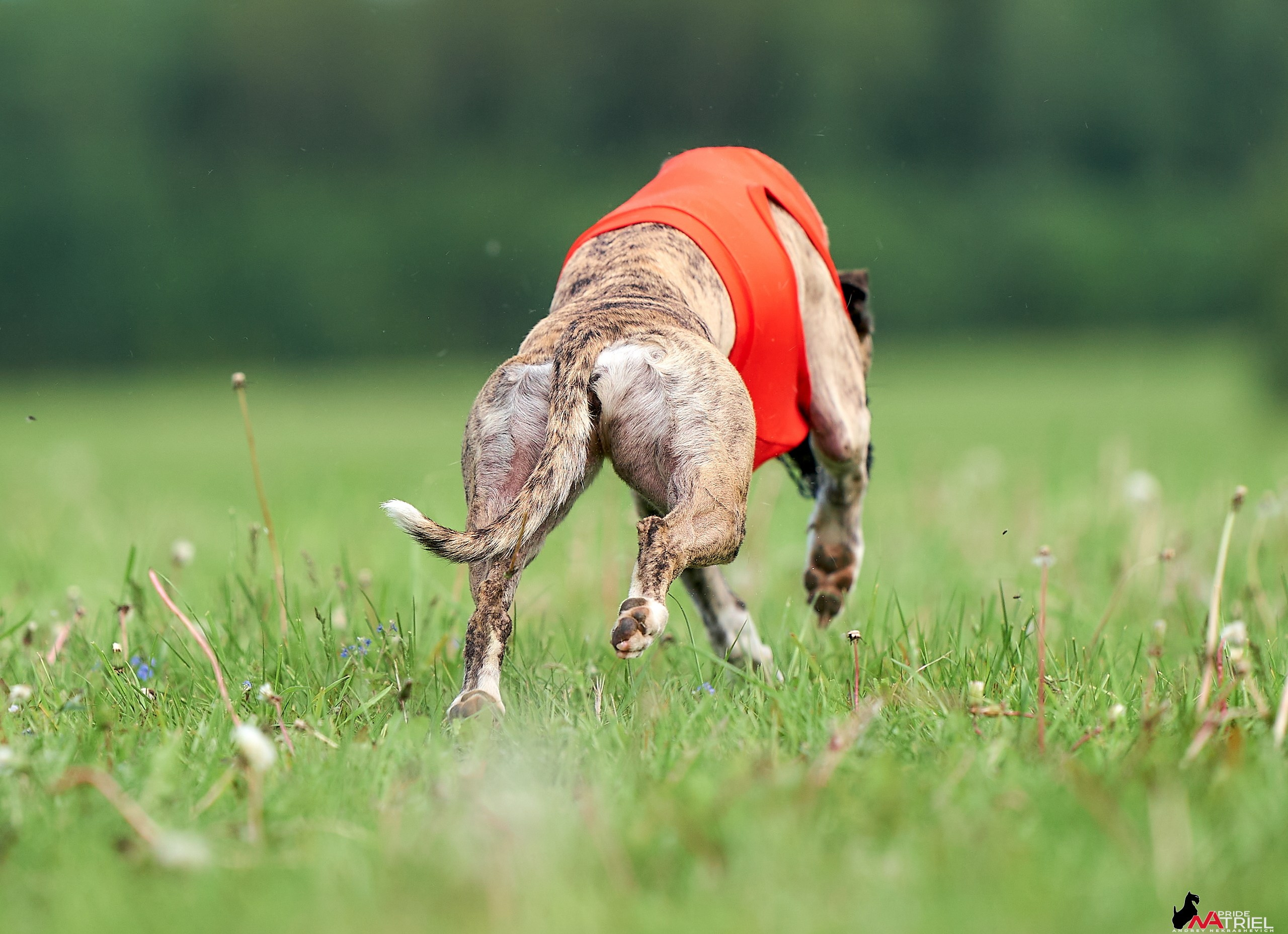 Съемка курсинг — галерея NATRIEL