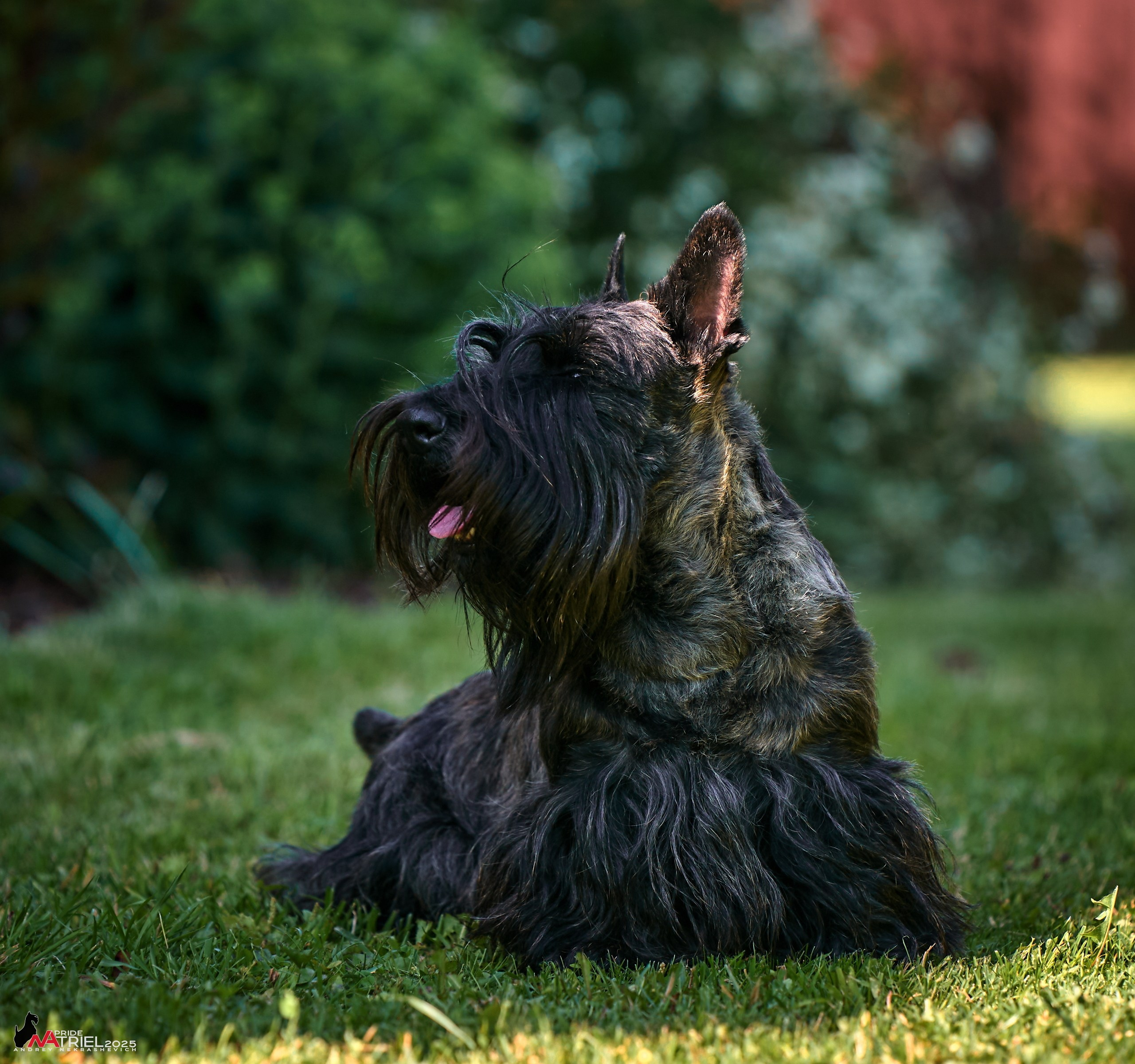 Алабаи и скотч-терьеры в питомнике у Ольги