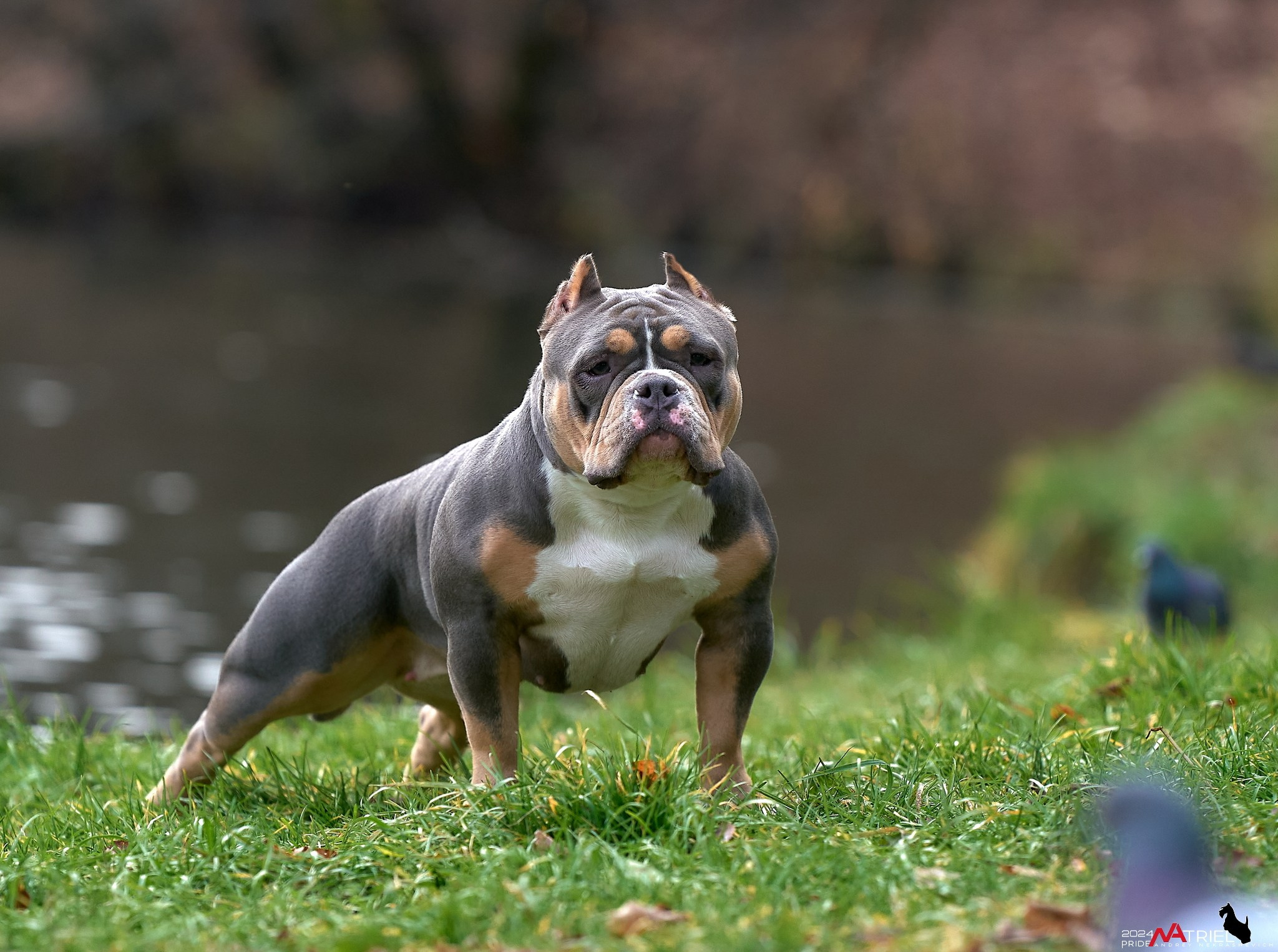 Фотопрогулка с булли в парке