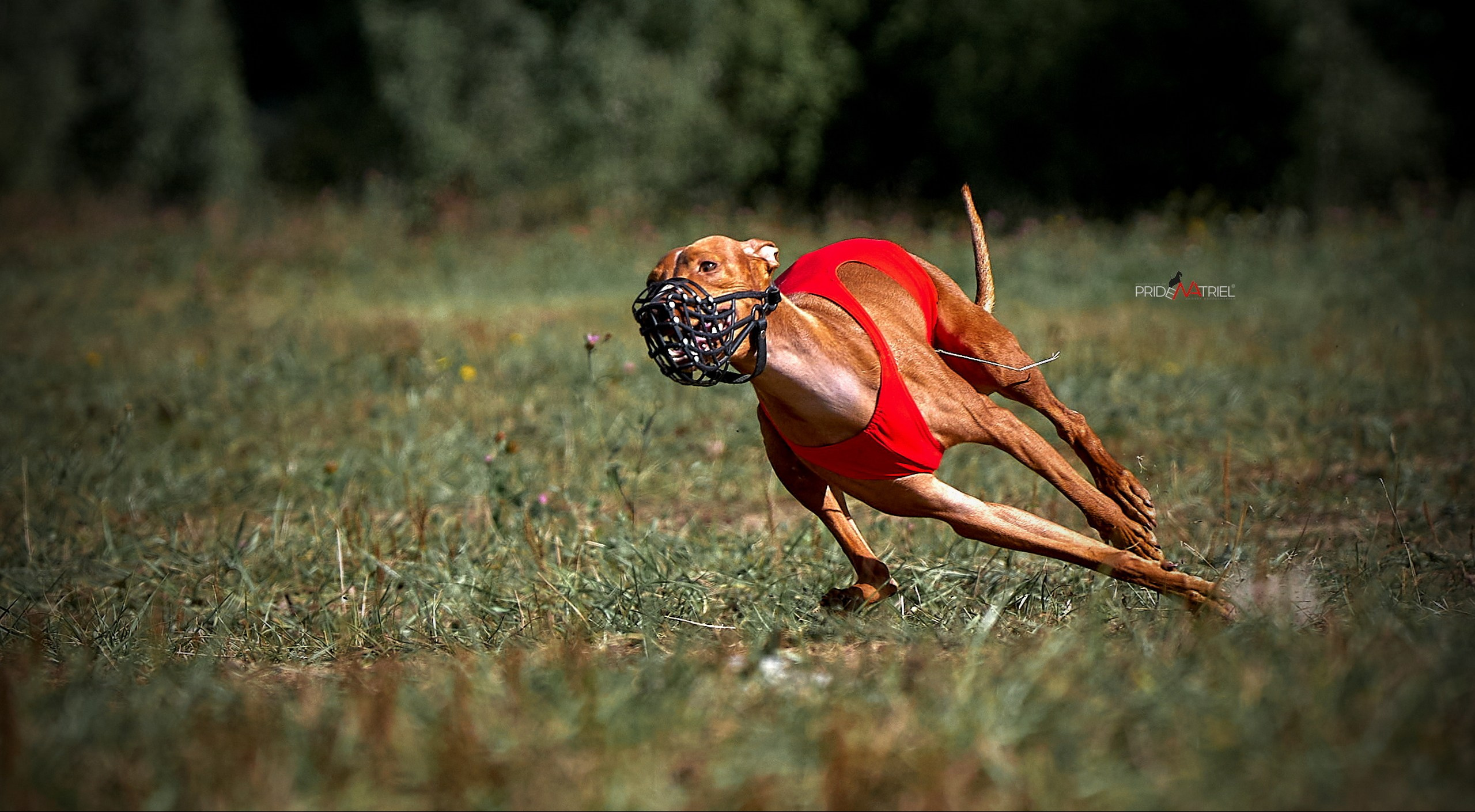 Портфолио NATRIEL