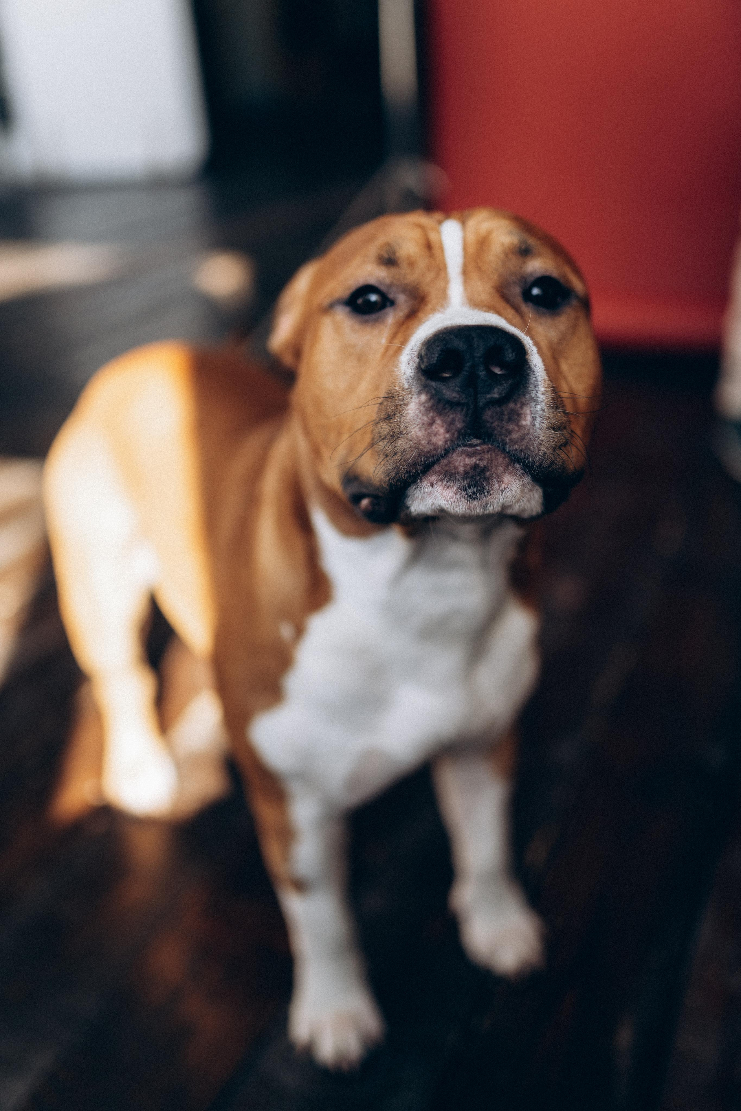 Pitsik family. Свадебный фотограф в Саратове Антон Слепов