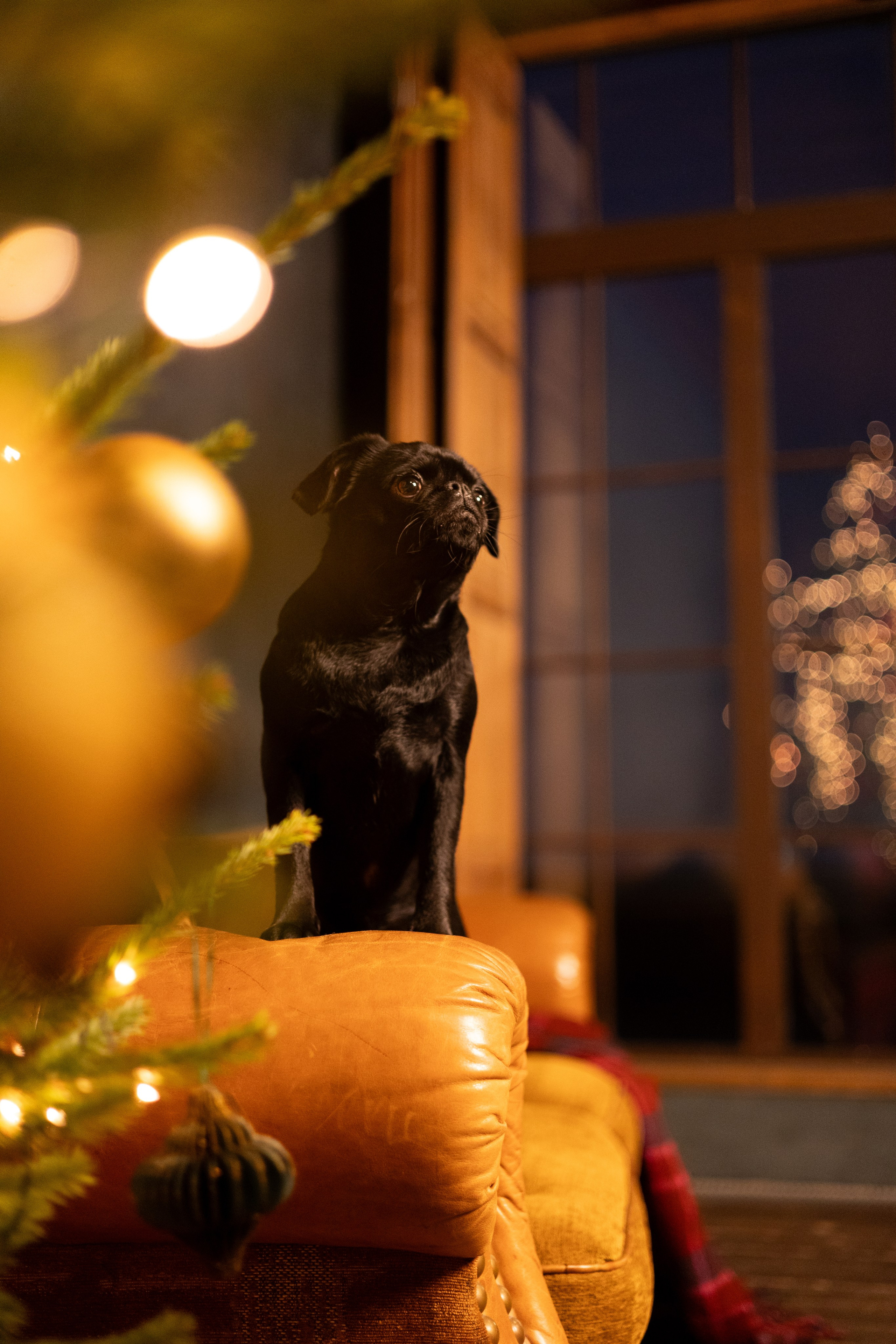 Новогодний фото день. Фотограф животных Евгения Верцинская