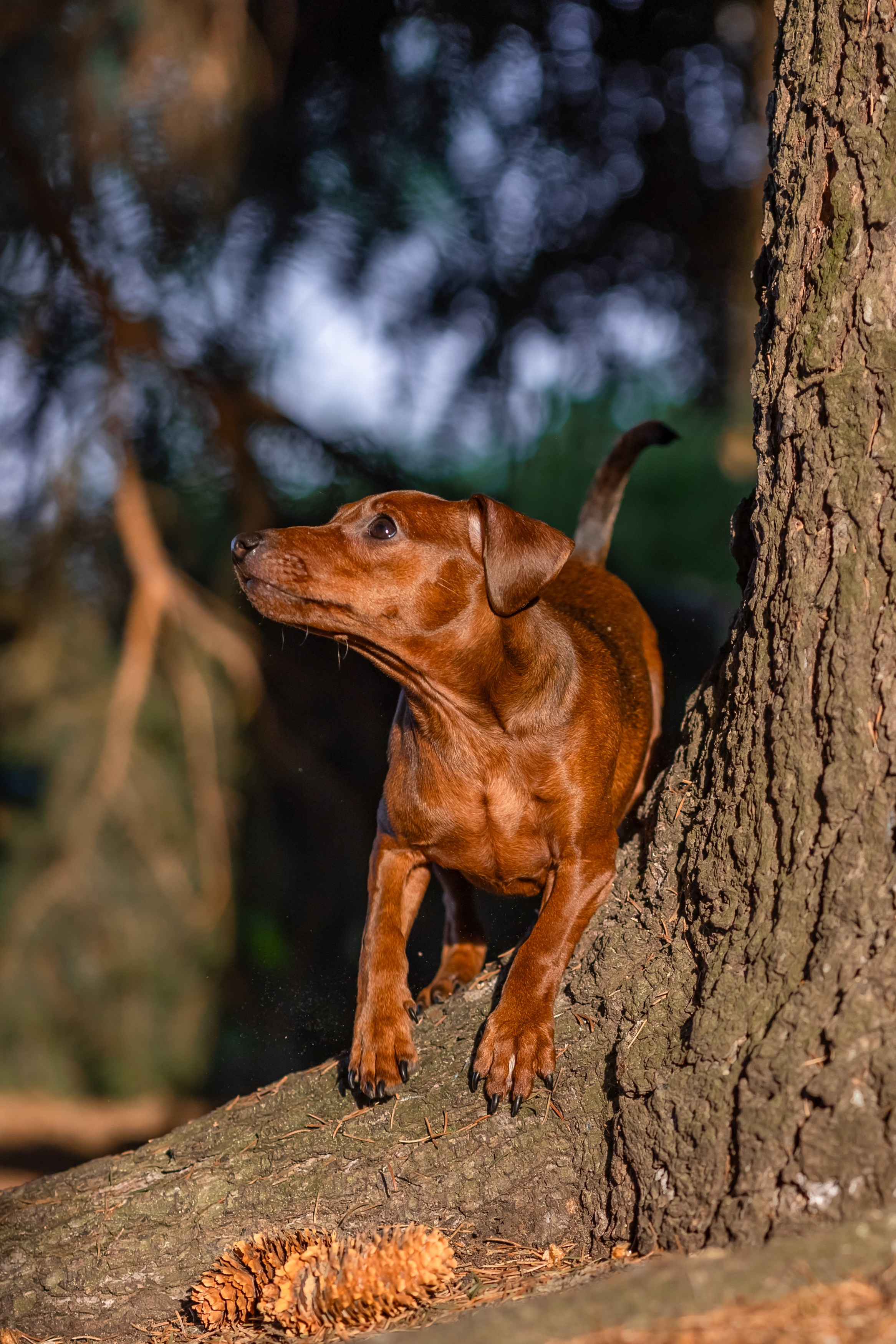 Пинчерята. Фотограф анималист Аня Ливанова | Рыбинск