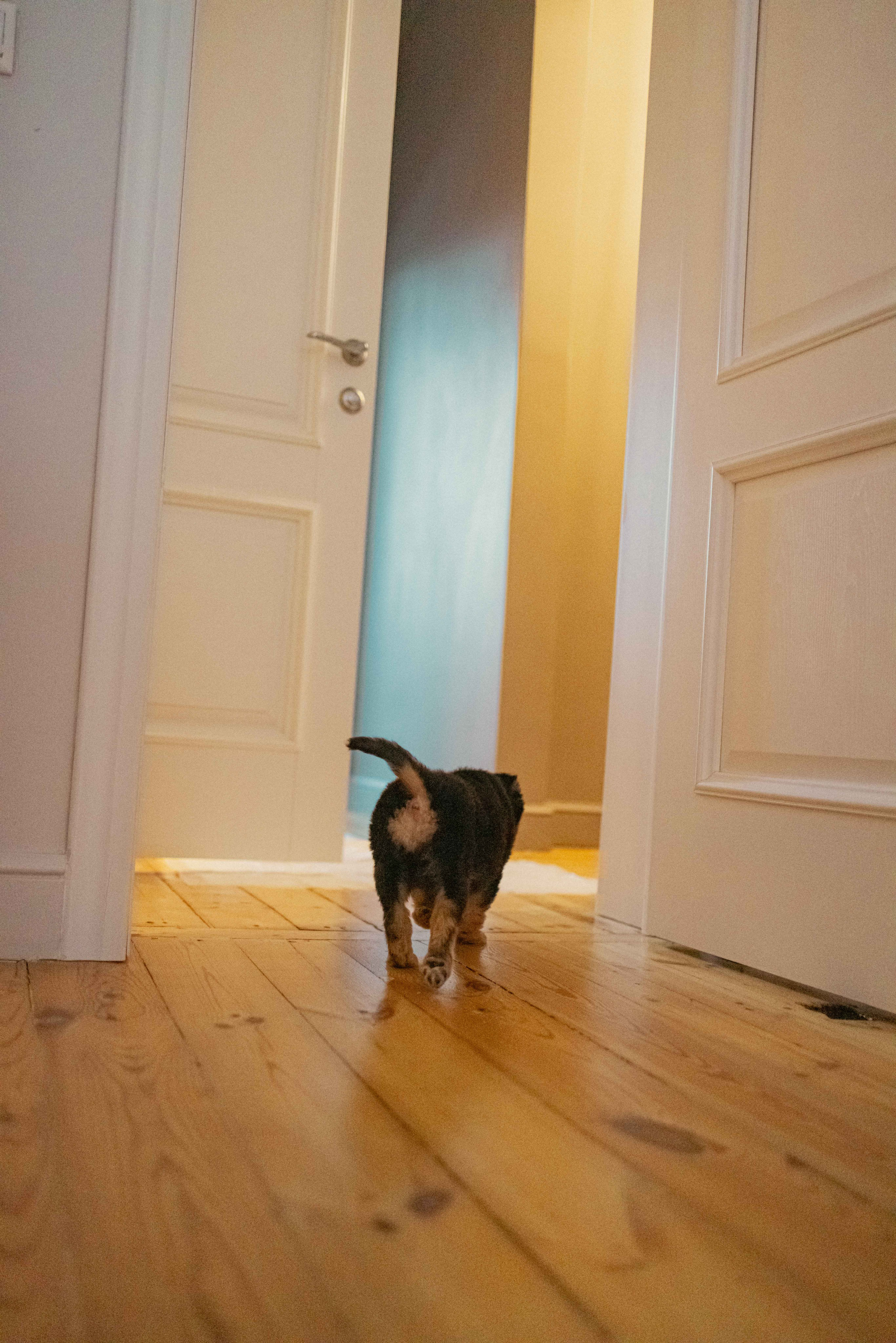 Пеппа. Фотограф-анималист в Москве Лера Черноног