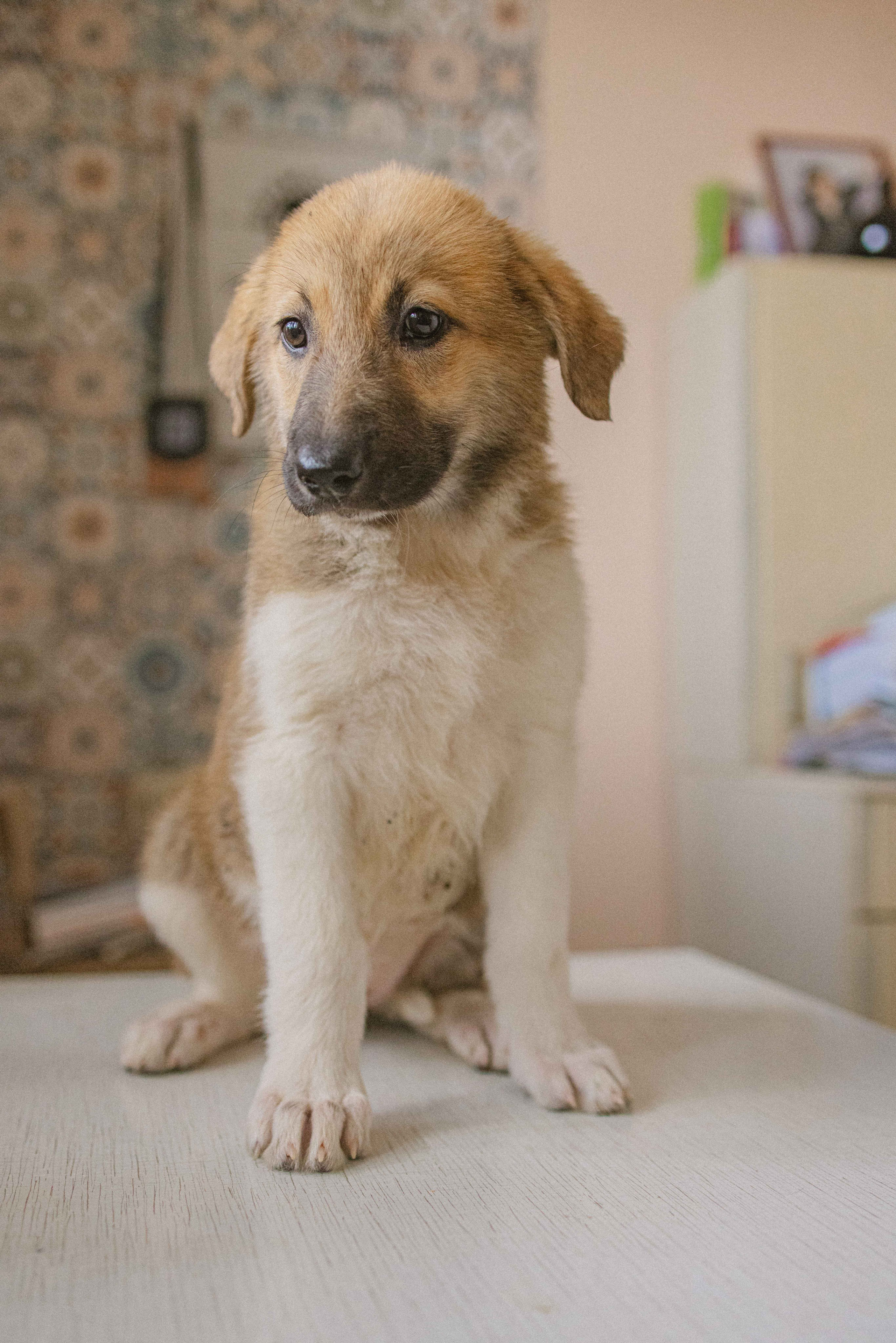 Щеночки на кухне. Фотограф-анималист в Москве Лера Черноног