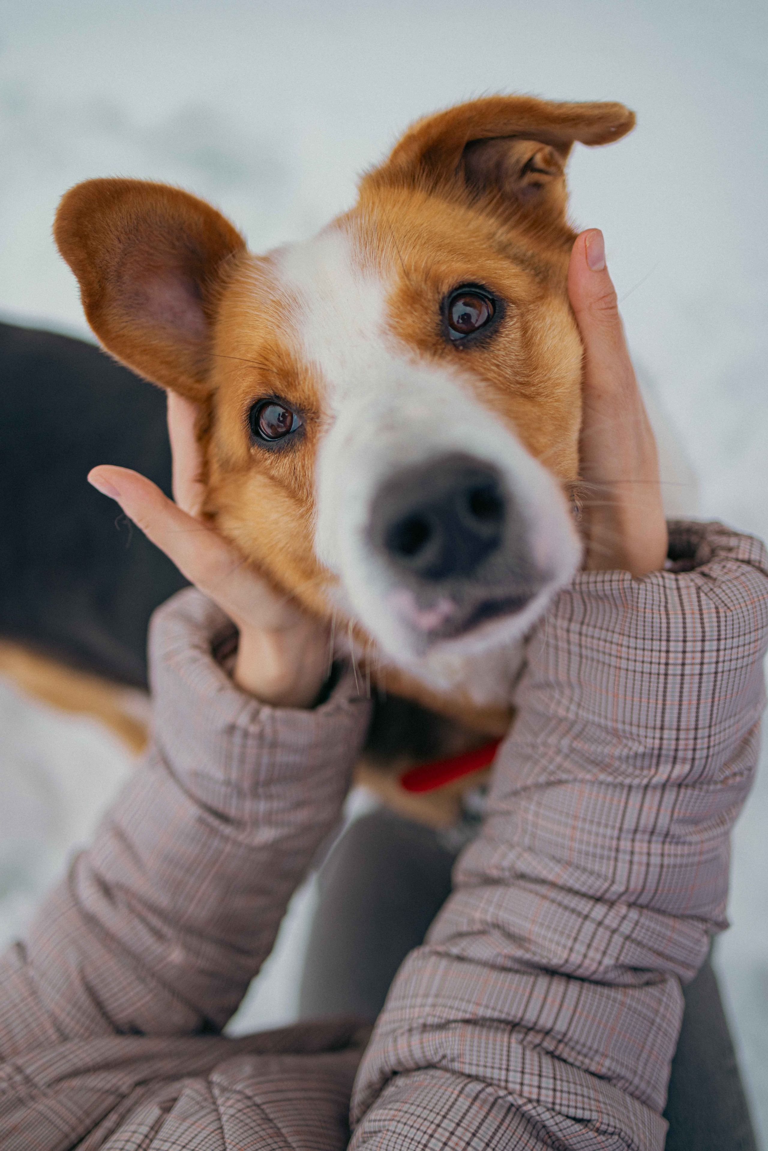 Петя. Фотограф-анималист в Москве Лера Черноног
