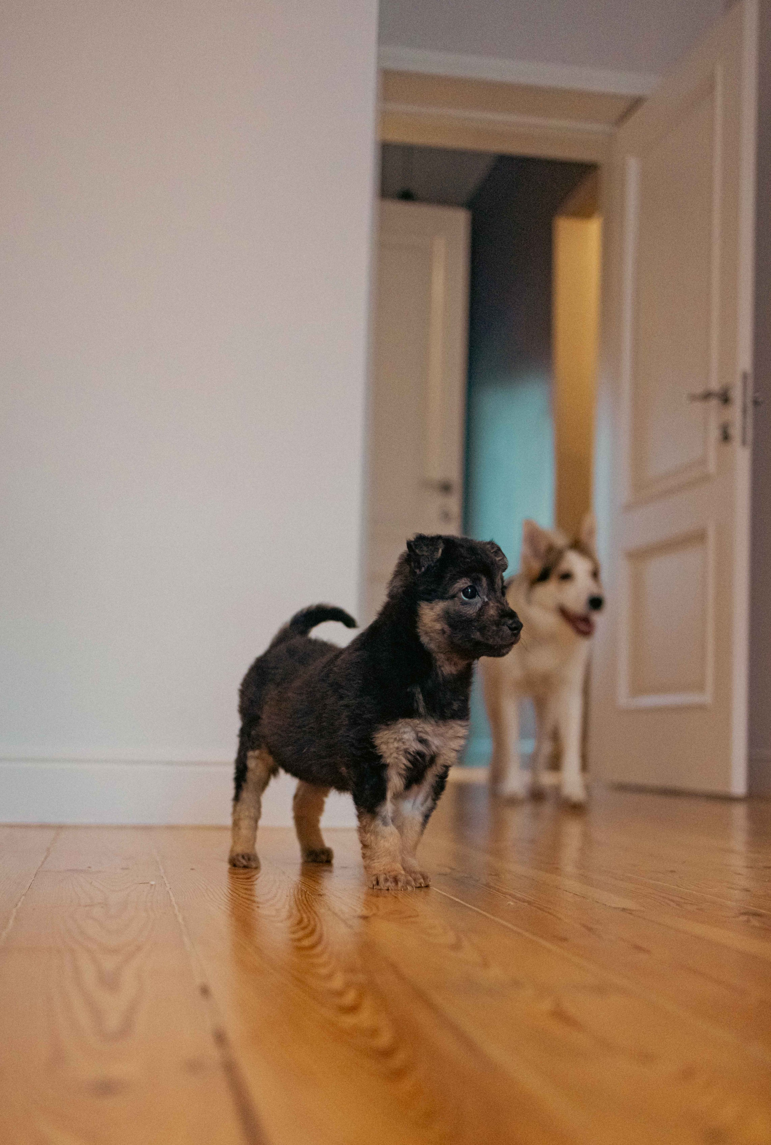 Пеппа. Фотограф-анималист в Москве Лера Черноног