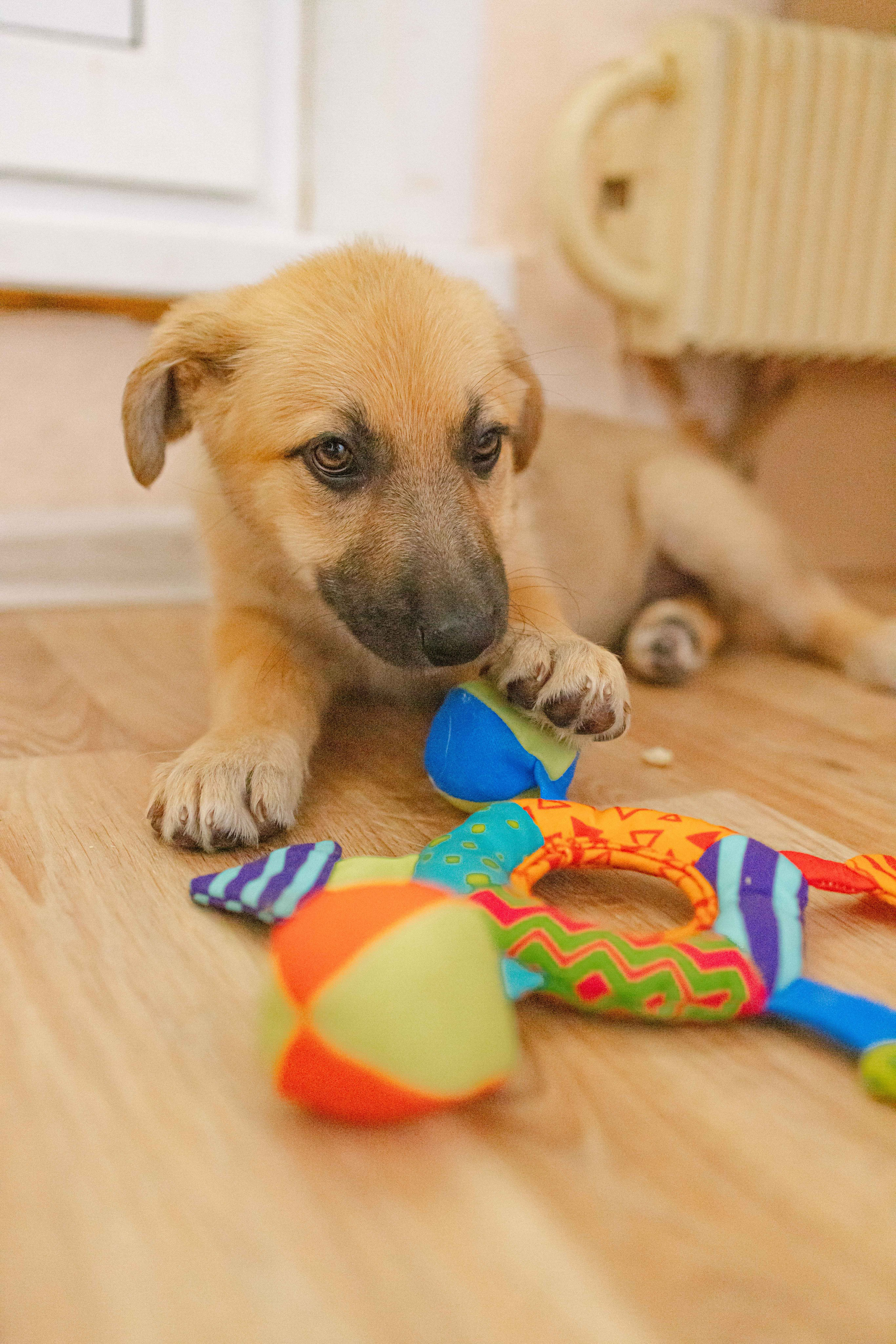 Щеночки на кухне. Фотограф-анималист в Москве Лера Черноног