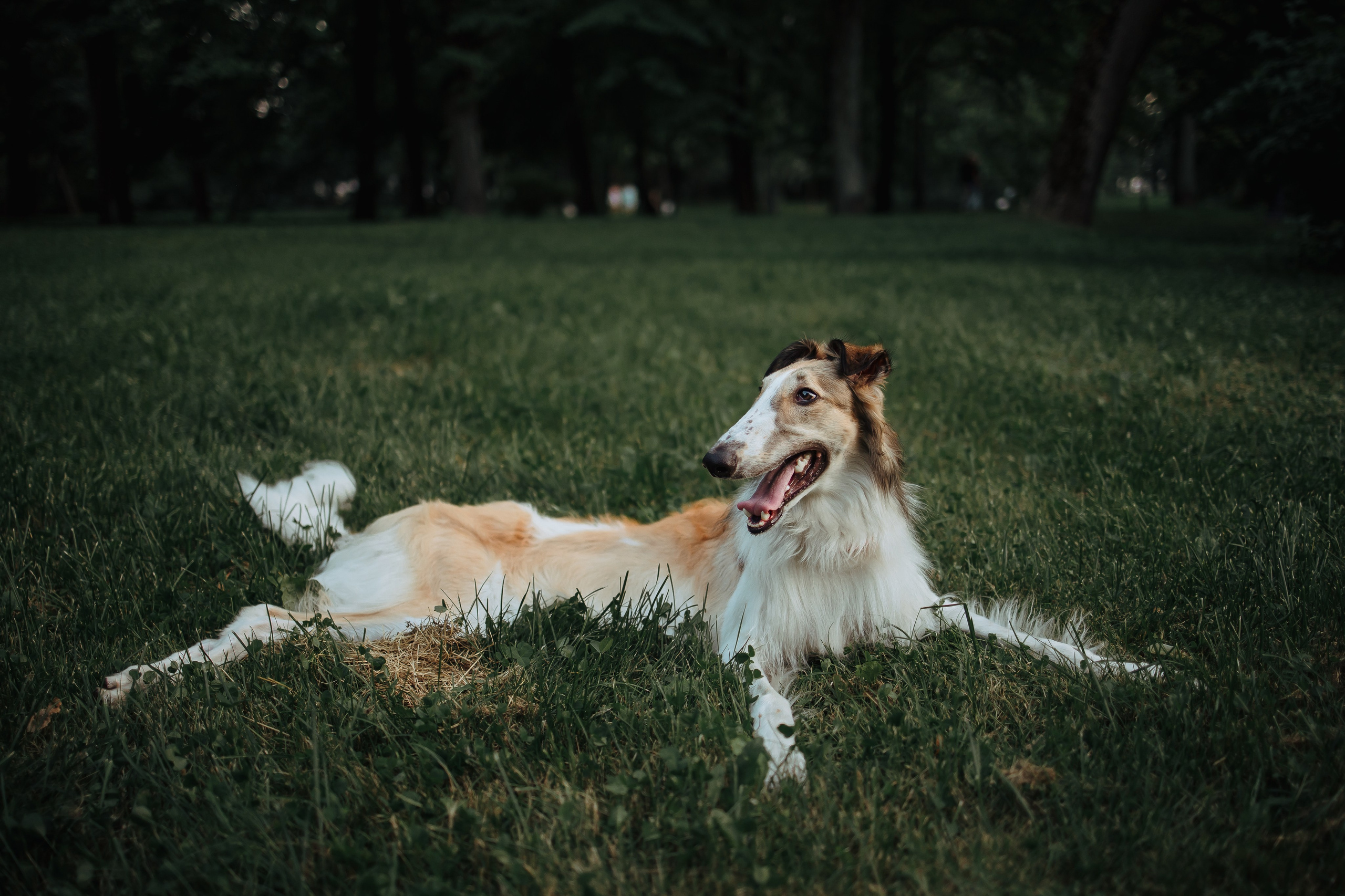 Тима & Киса. Семейный и Свадебный фотограф в Санкт-Петербурге Плохая Екатерина