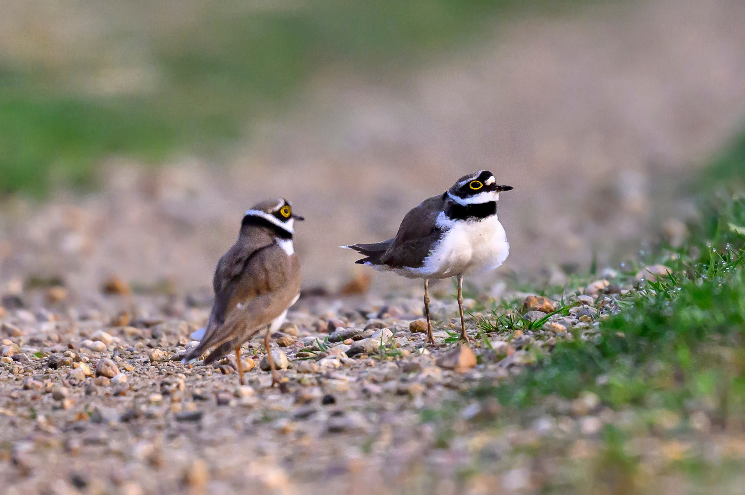 Малый зуек. Wildlife photography by Sergey Puponin