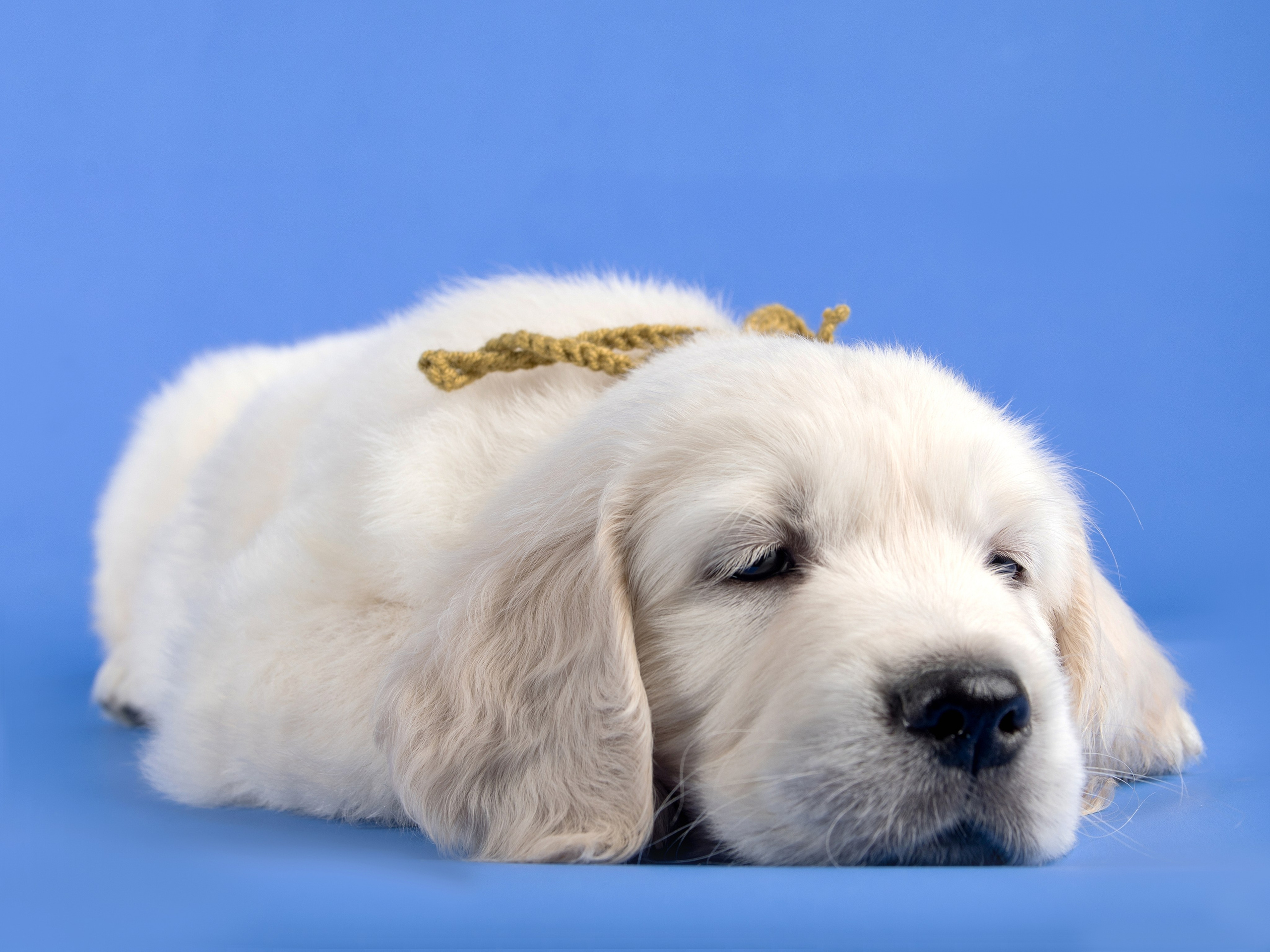 Голден Ретривер. Предметный и семейный фотограф в Санкт-Петербурге Катерина Стеклова
