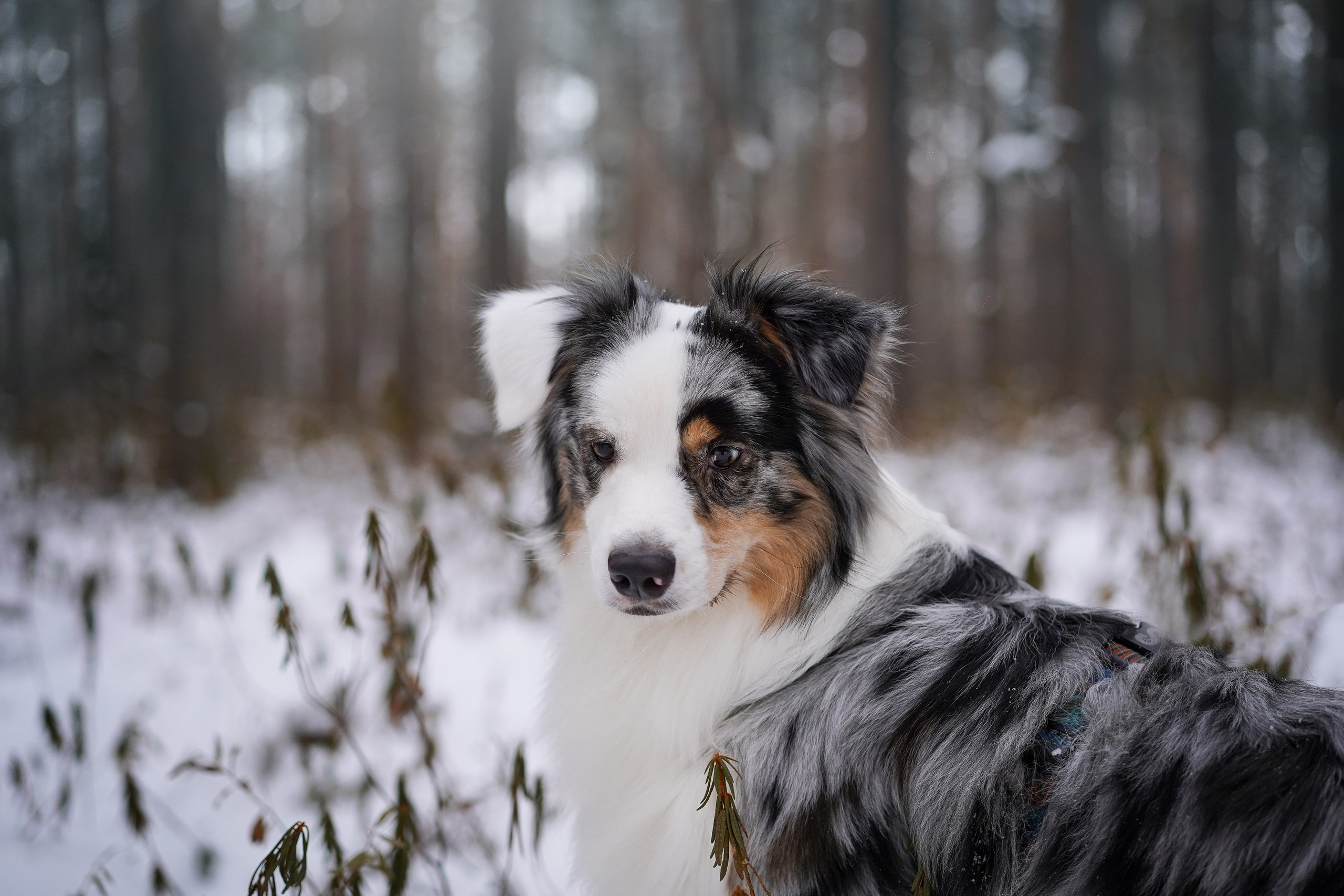Антон Аиша и Римус. Фотограф-анималист в Санкт-Петербурге Яна Мартынова