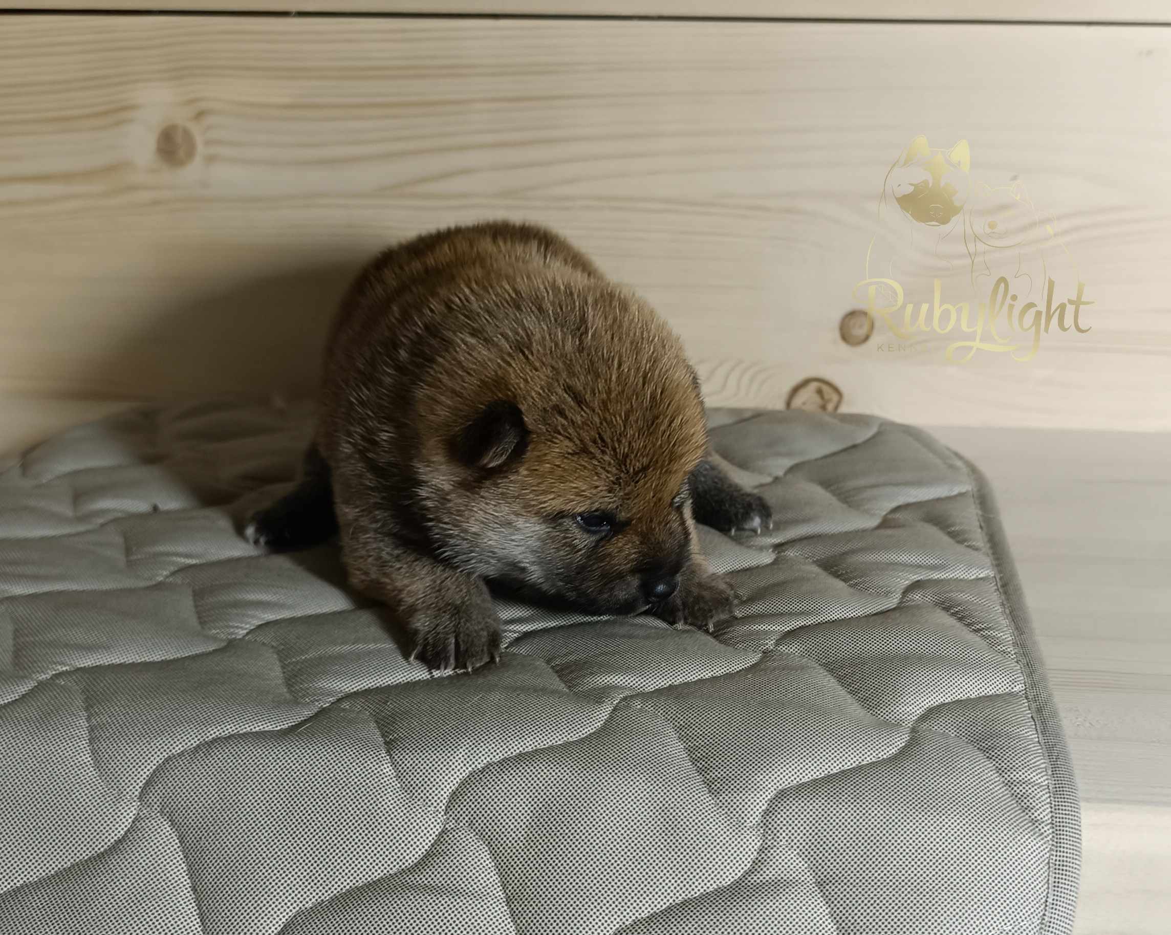 Сиба Rubylight Emma питомник Рубилайт 