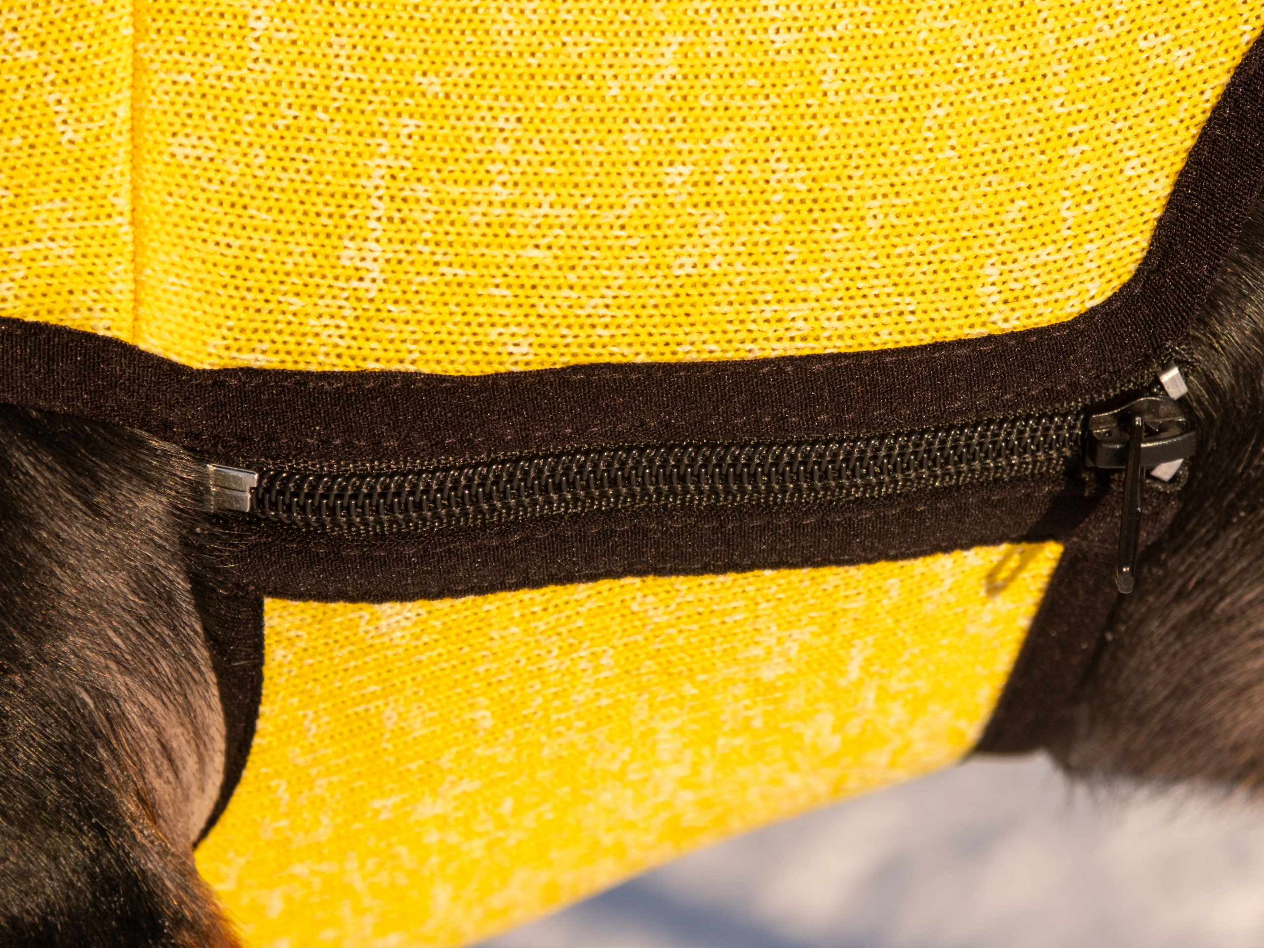 Одежда для собак. Заказчик — Екатерина!. Зоофотограф, фотограф животных в Москве и области Дина Дамоцева