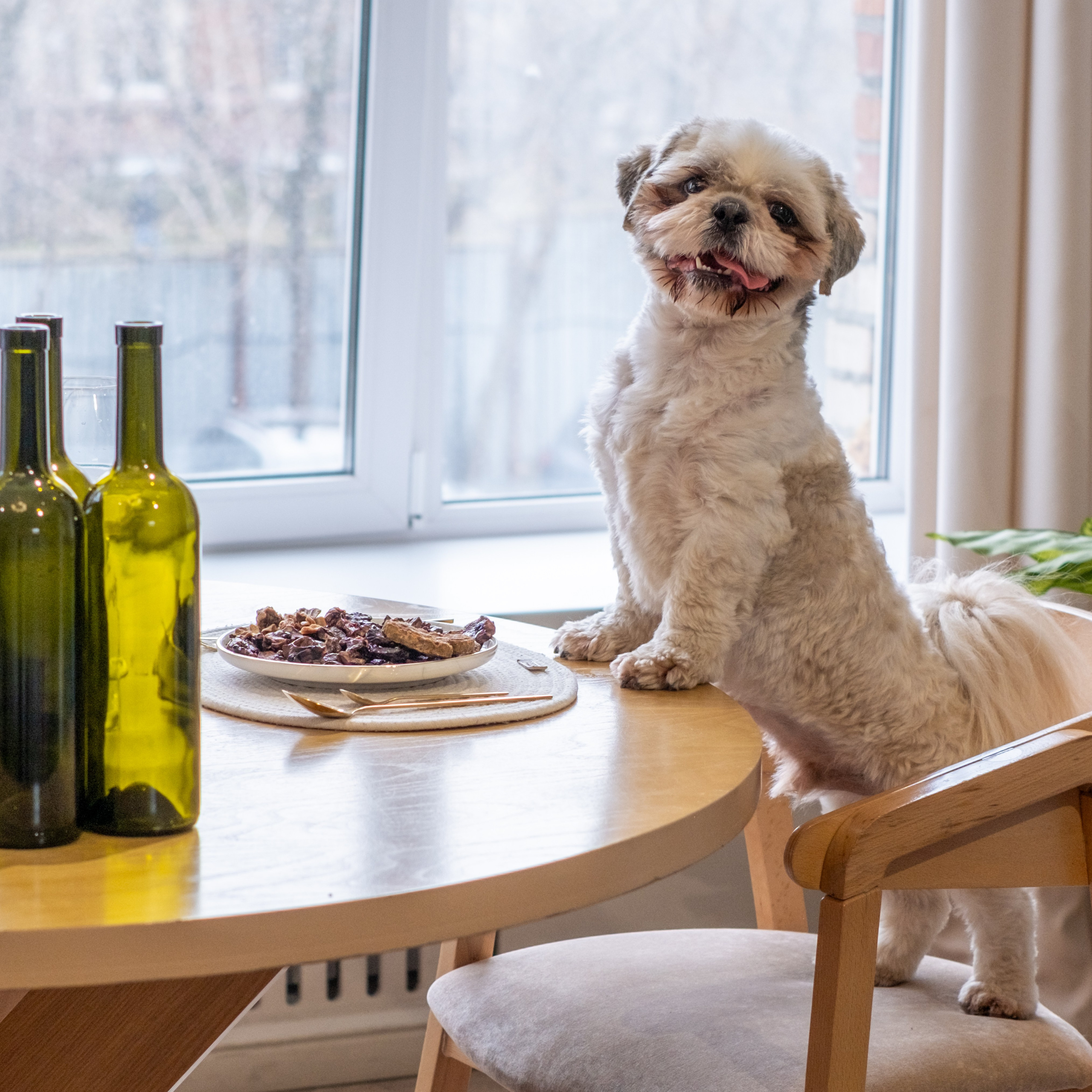 Съёмка для рекламной кампании лакомств для собак (для Григория)!. Зоофотограф, фотограф животных в Москве и области Дина Дамоцева