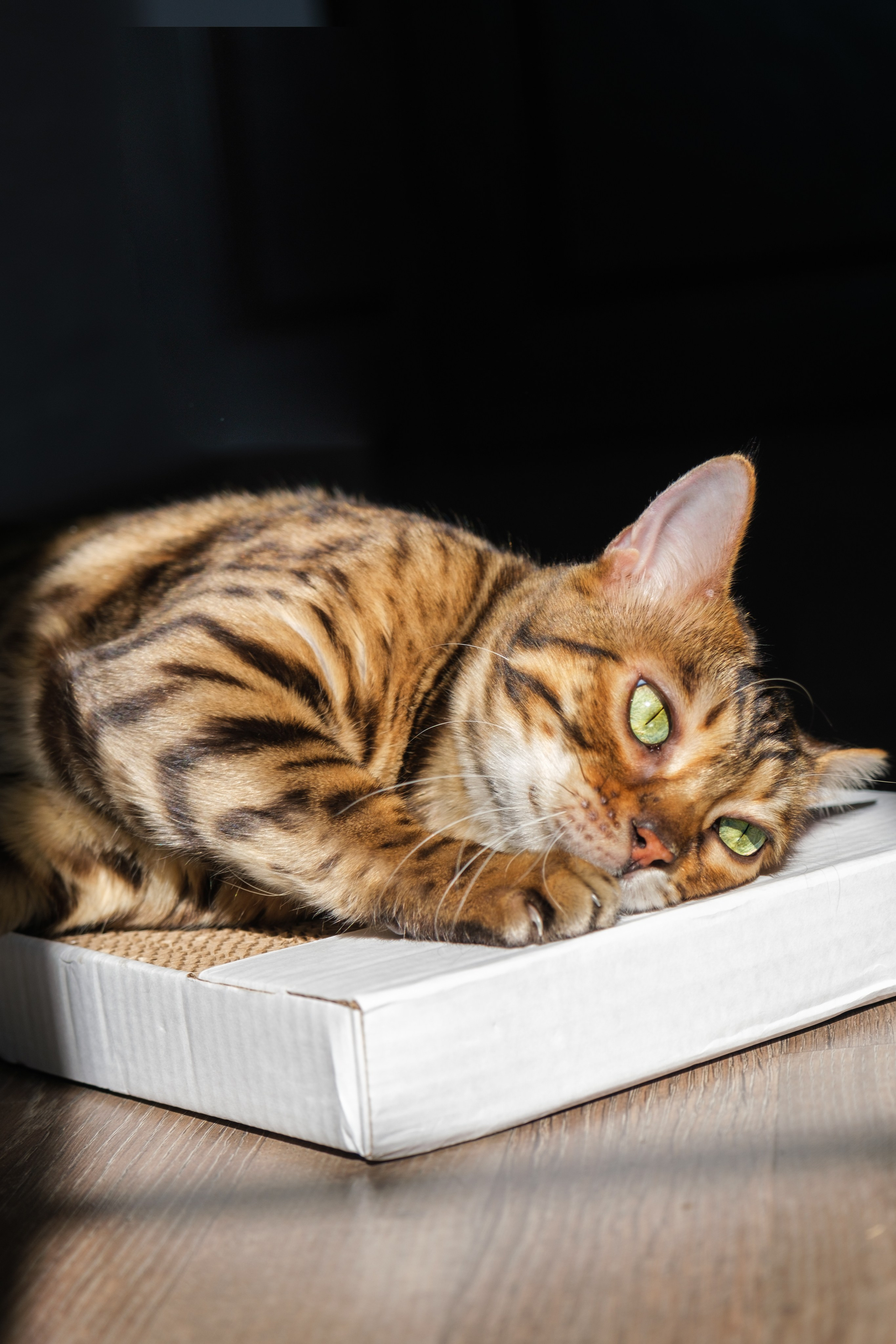 Когтеточки из картона. Зоофотограф, фотограф животных в Москве и области Дина Дамоцева