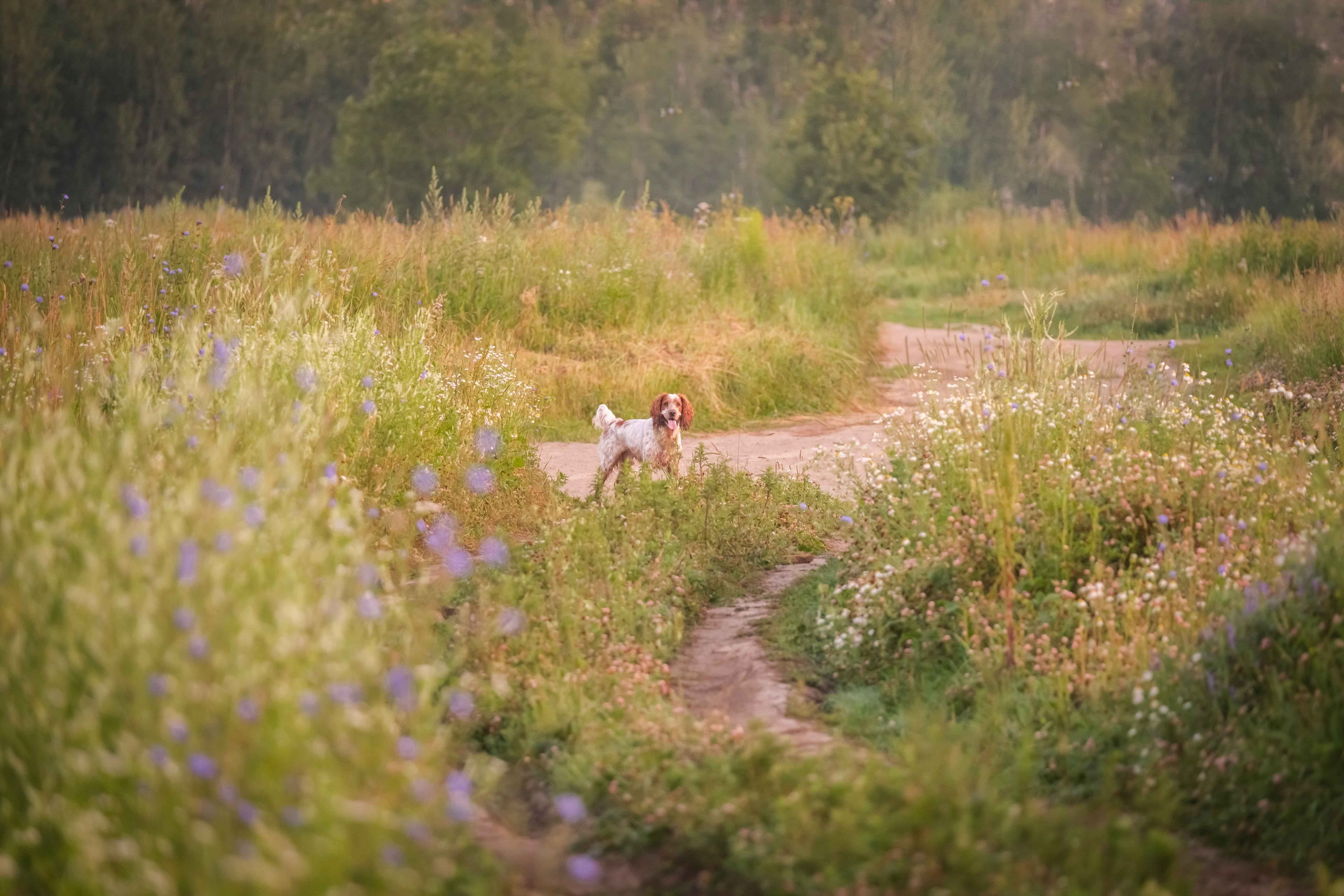 Спаниель Джет!. Зоофотограф, фотограф животных в Москве и области Дина Дамоцева