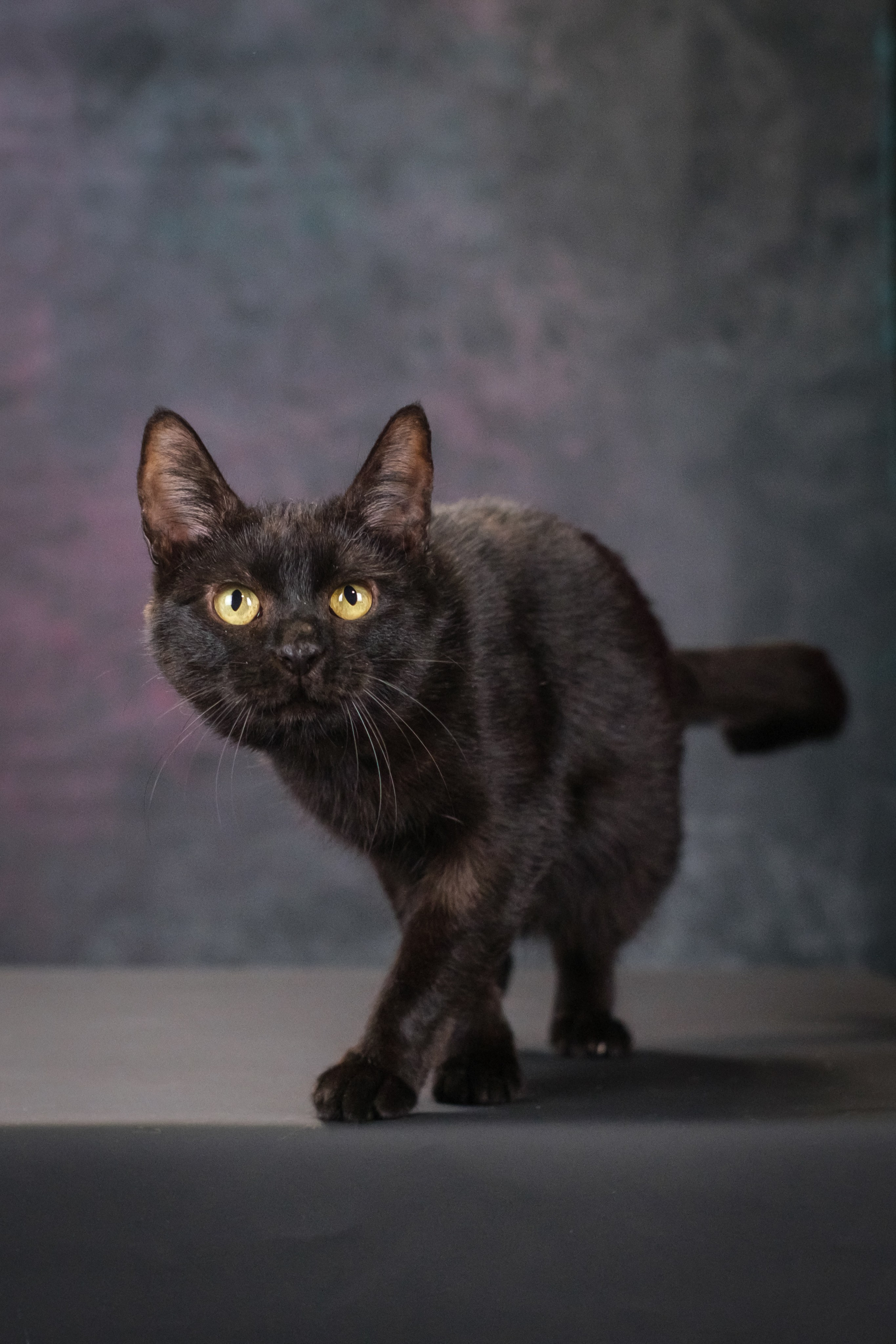 Котики Мурмурии). Зоофотограф, фотограф животных в Москве и области Дина Дамоцева