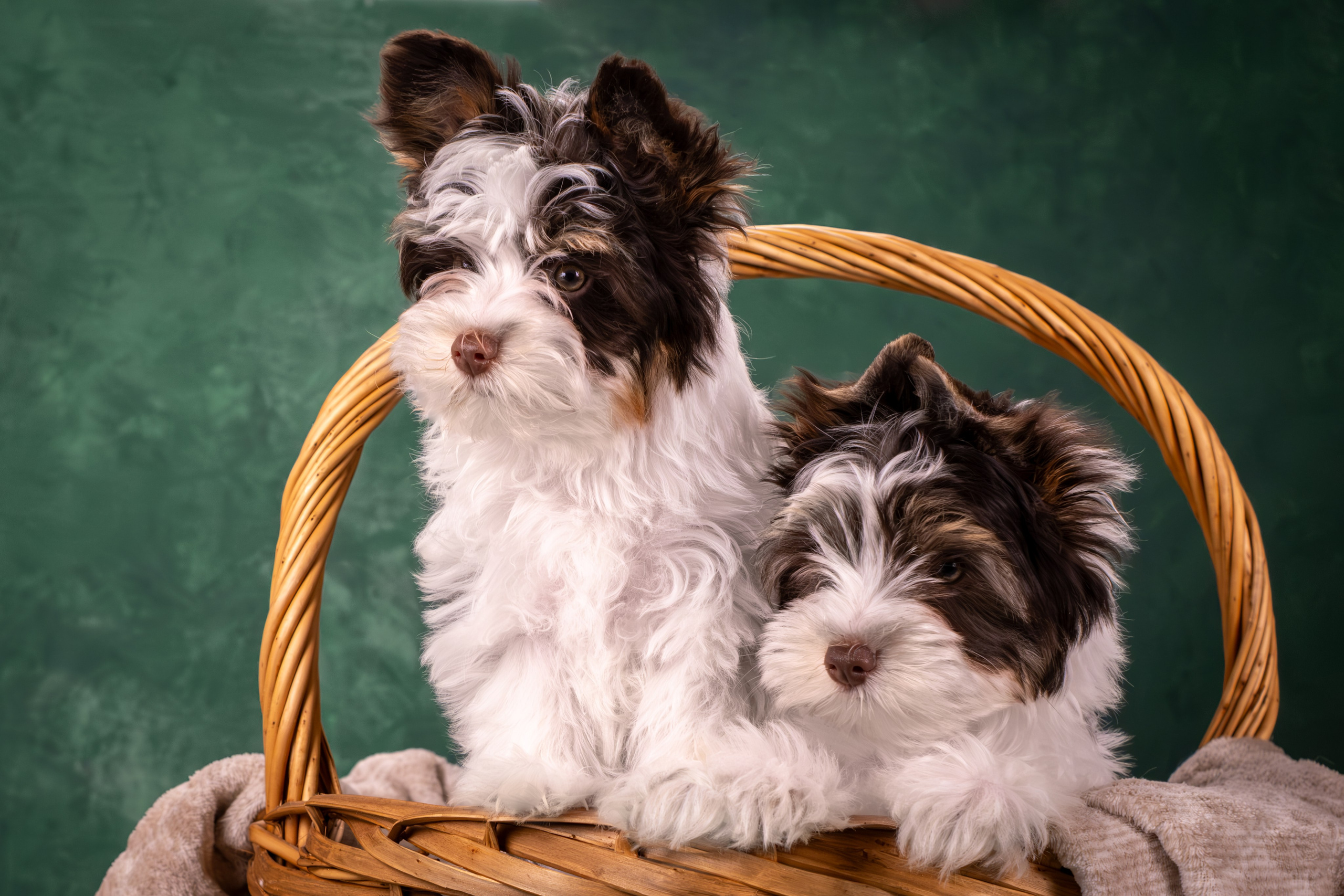 Сказочные биверы для Светланы. Зоофотограф, фотограф животных в Москве и области Дина Дамоцева