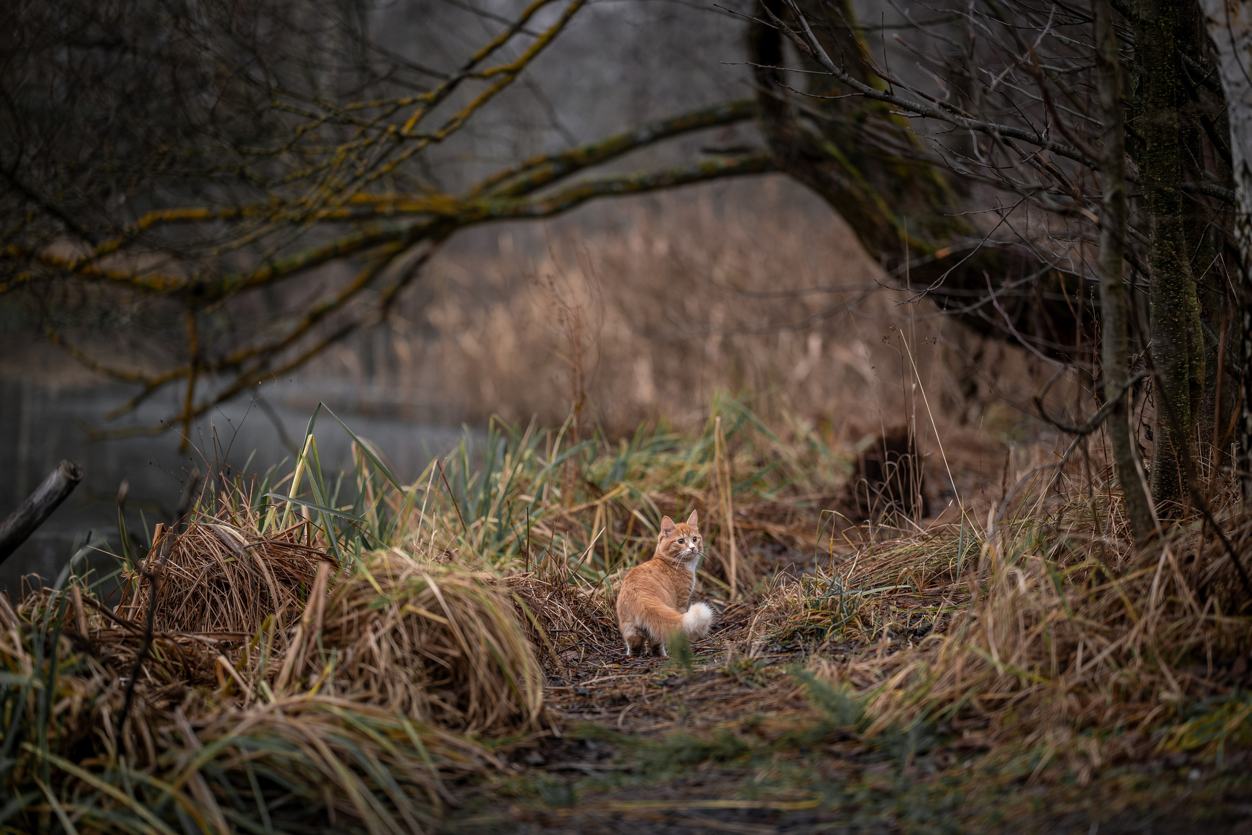 Котенок Дарвин на прогулке). Зоофотограф, фотограф животных в Москве и области Дина Дамоцева