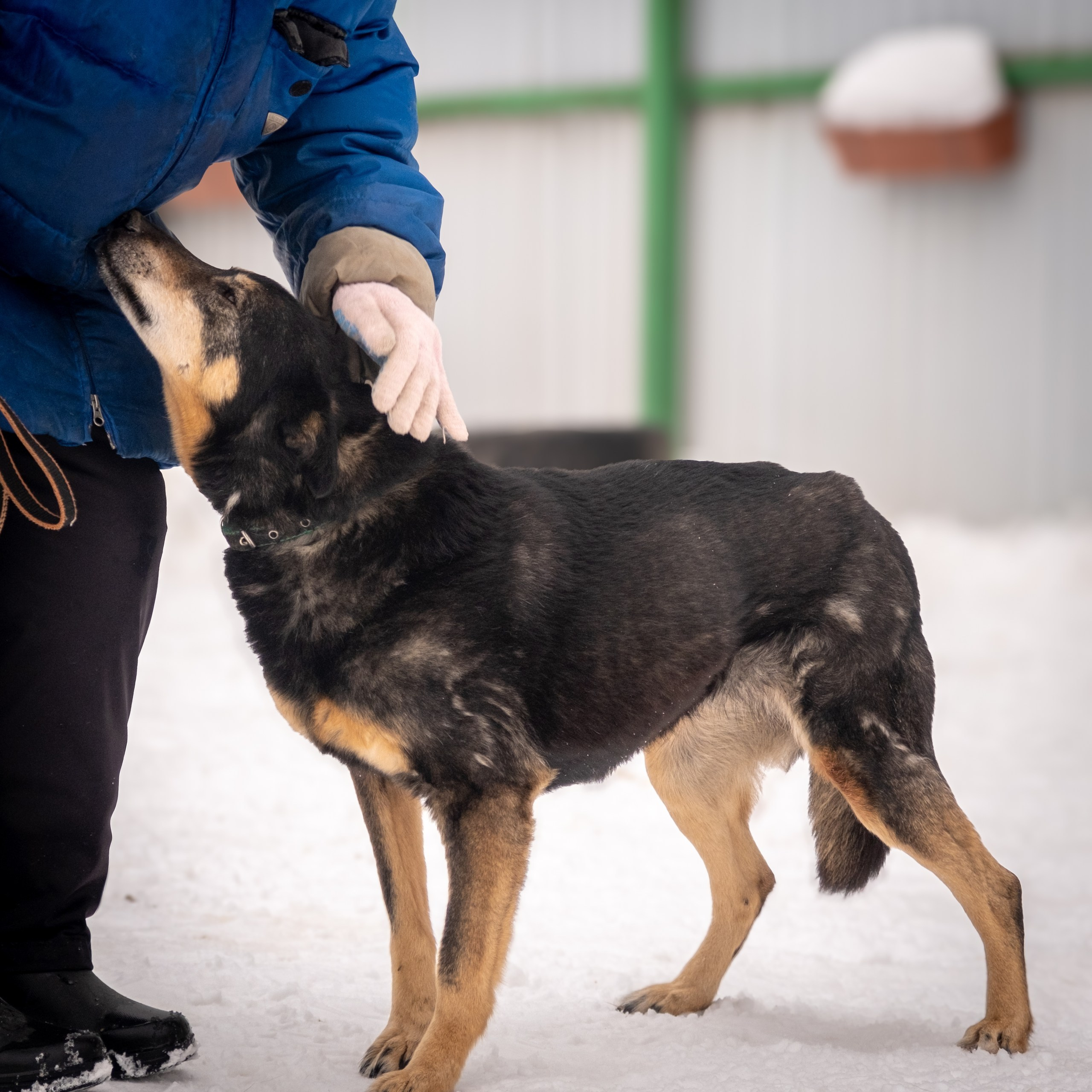 Приют Бирюлёво — для Надежды!. Зоофотограф, фотограф животных в Москве и области Дина Дамоцева