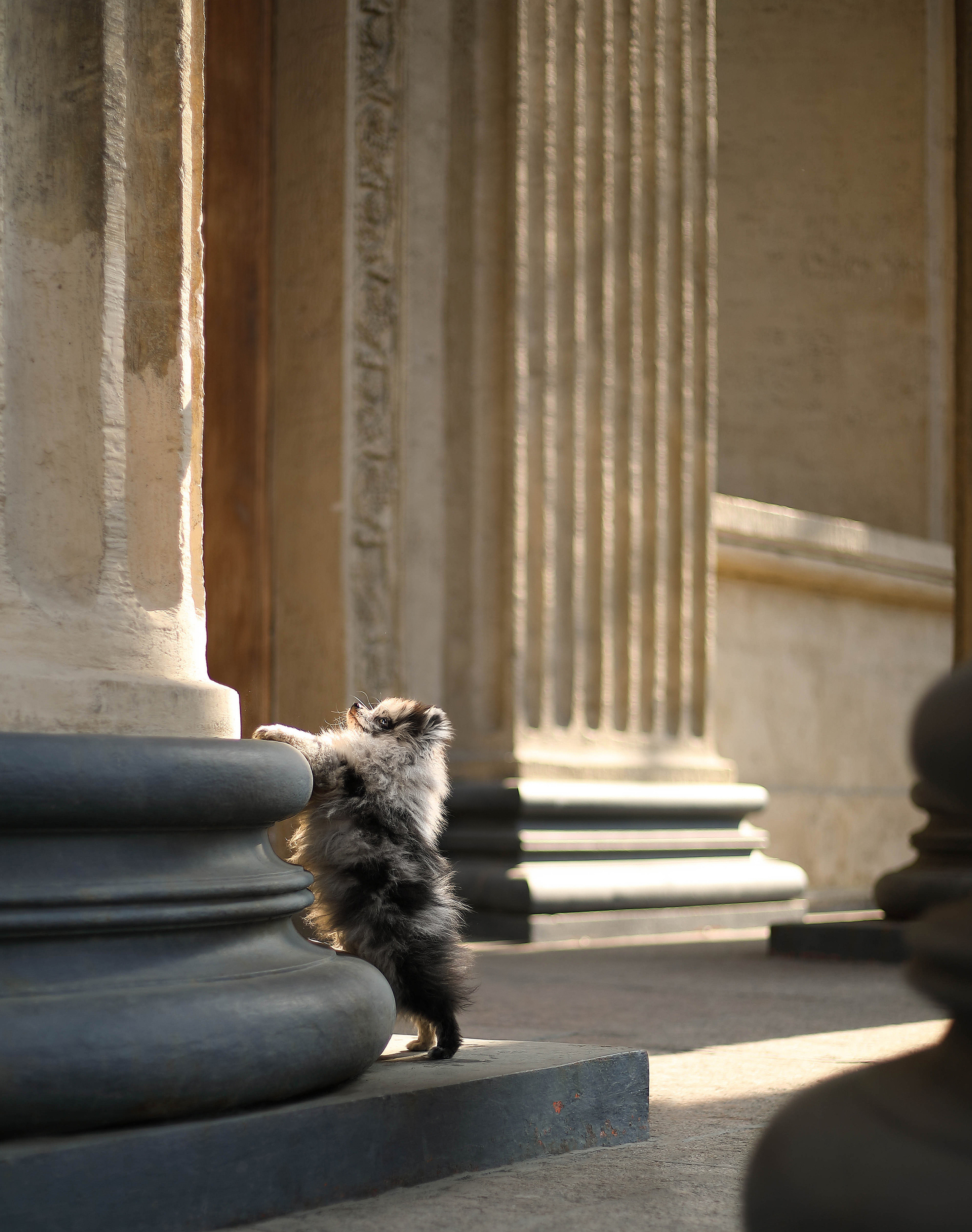 В городе. Фотограф- анималист Санкт-Петербург